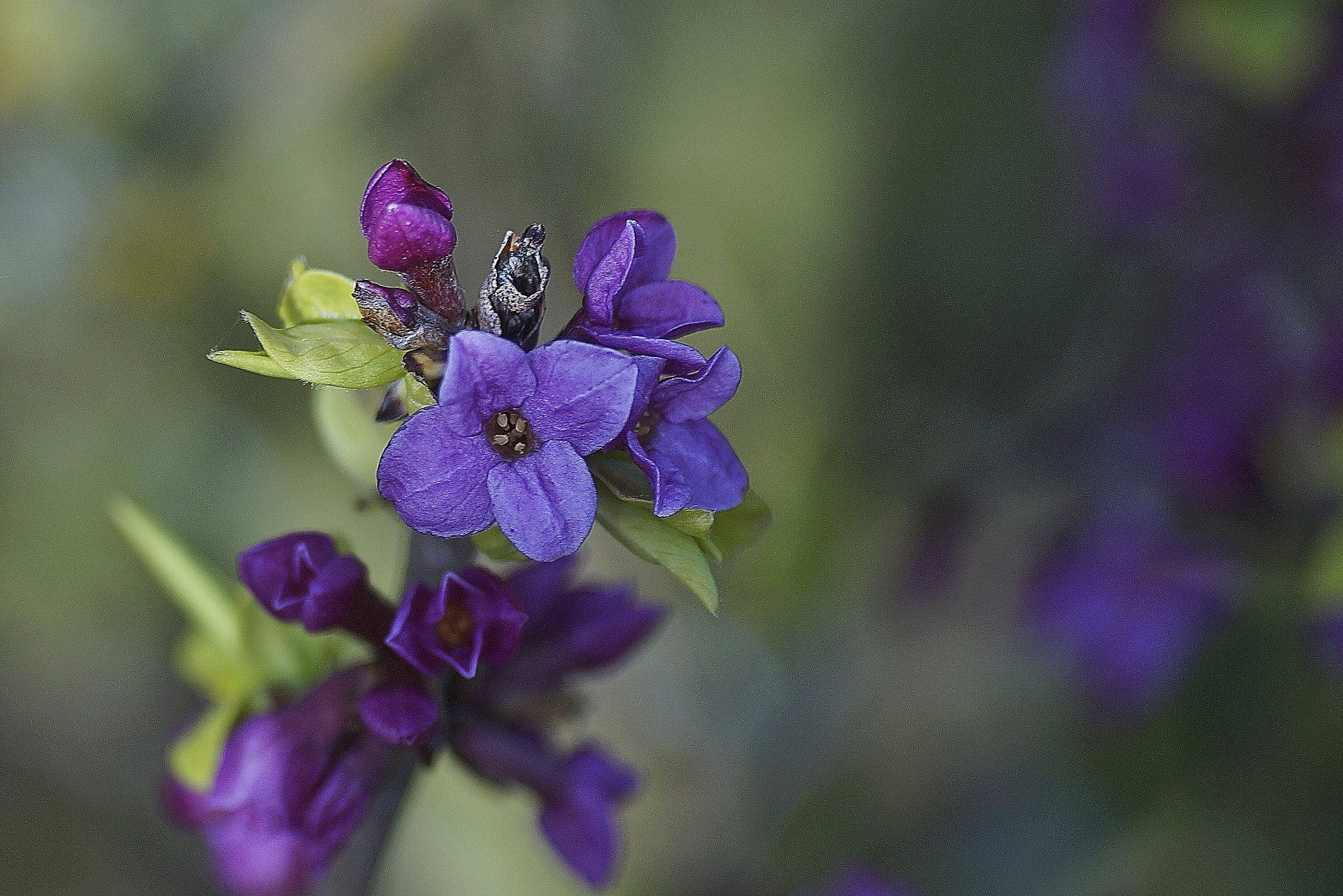 Sony SLT-A58 + Tokina EMZ M100 AF 100mm F3.5 sample photo. "daphne" photography
