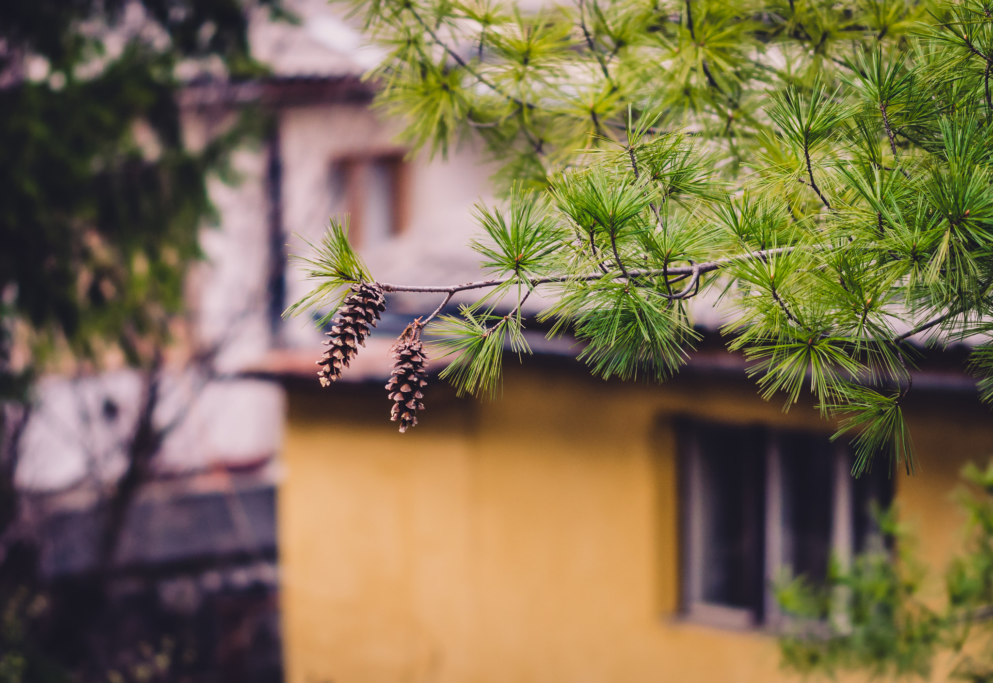 Sigma 105mm F2.8 EX DG OS HSM sample photo. Good morning life photography