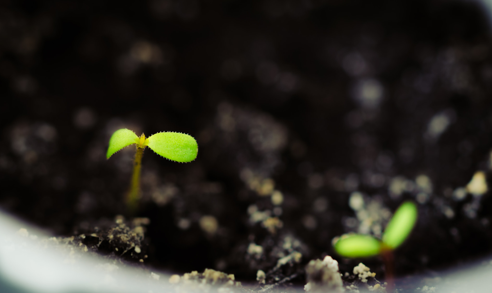Sigma 105mm F2.8 EX DG OS HSM sample photo. Sprouting photography