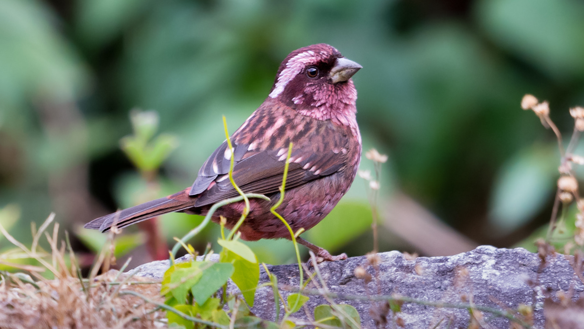 Nikon D7100 + Nikon AF-S Nikkor 500mm F4G ED VR sample photo. Spot-winged rosefinch photography