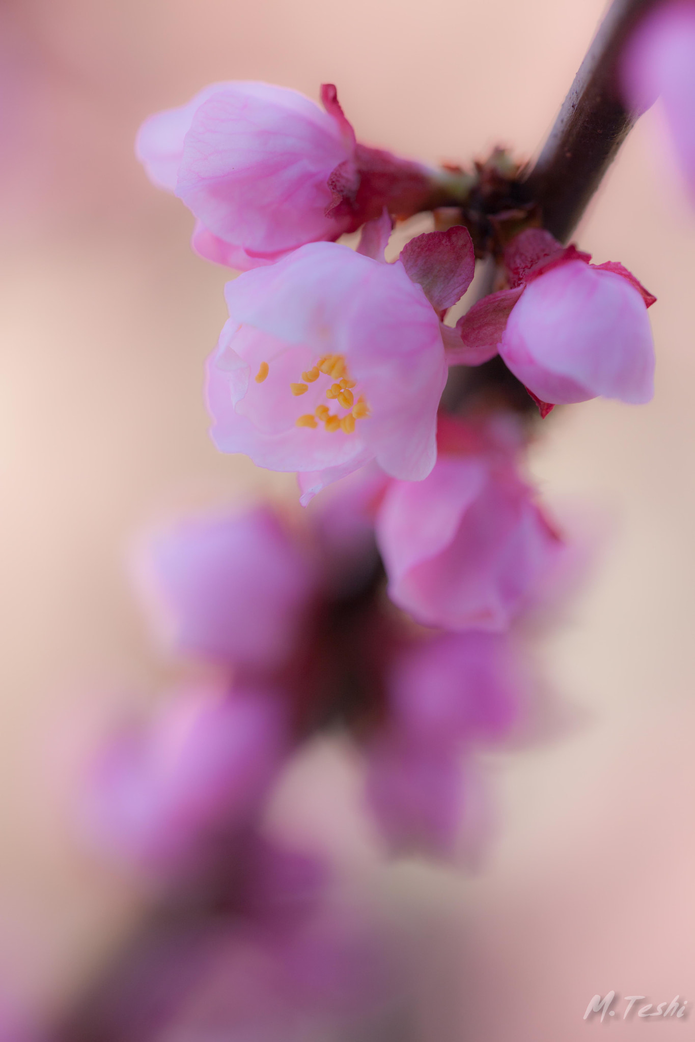 Canon EOS 5D Mark II + Sigma 150mm f/2.8 EX DG OS HSM APO Macro sample photo. Apricot blossoms 2017-2 photography