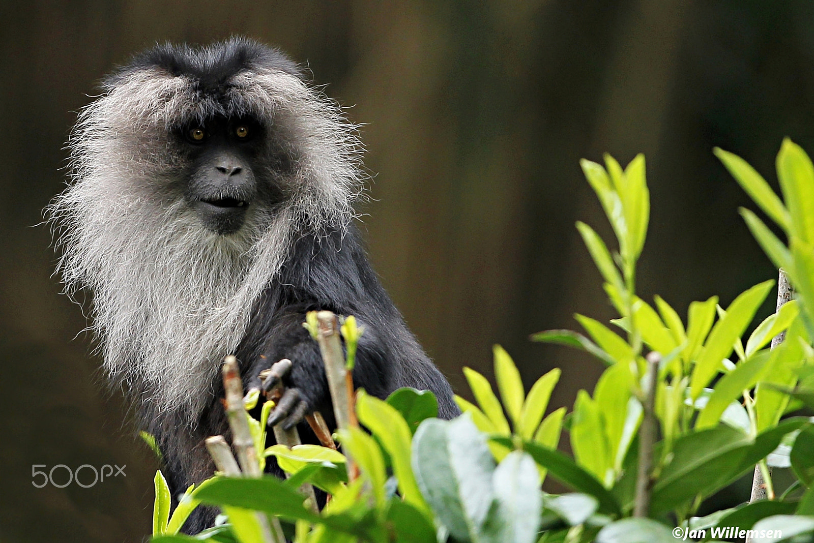 Canon EOS-1D Mark IV sample photo. Lion-tailed macaque photography