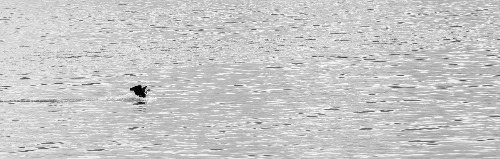 Canon EOS 1200D (EOS Rebel T5 / EOS Kiss X70 / EOS Hi) + EF75-300mm f/4-5.6 sample photo. The bird on water. photography