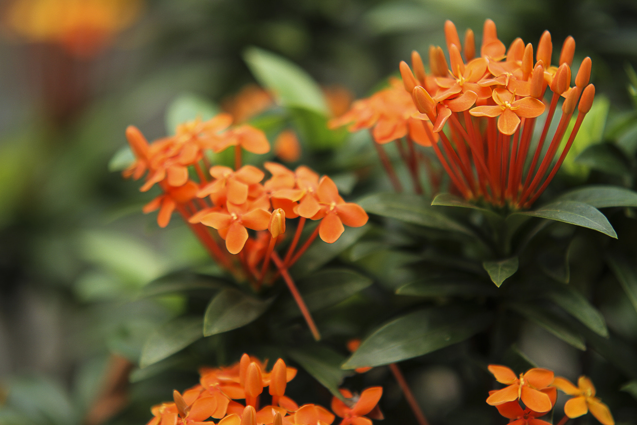 Sigma 70-200mm F2.8 EX DG OS HSM sample photo. Img photography