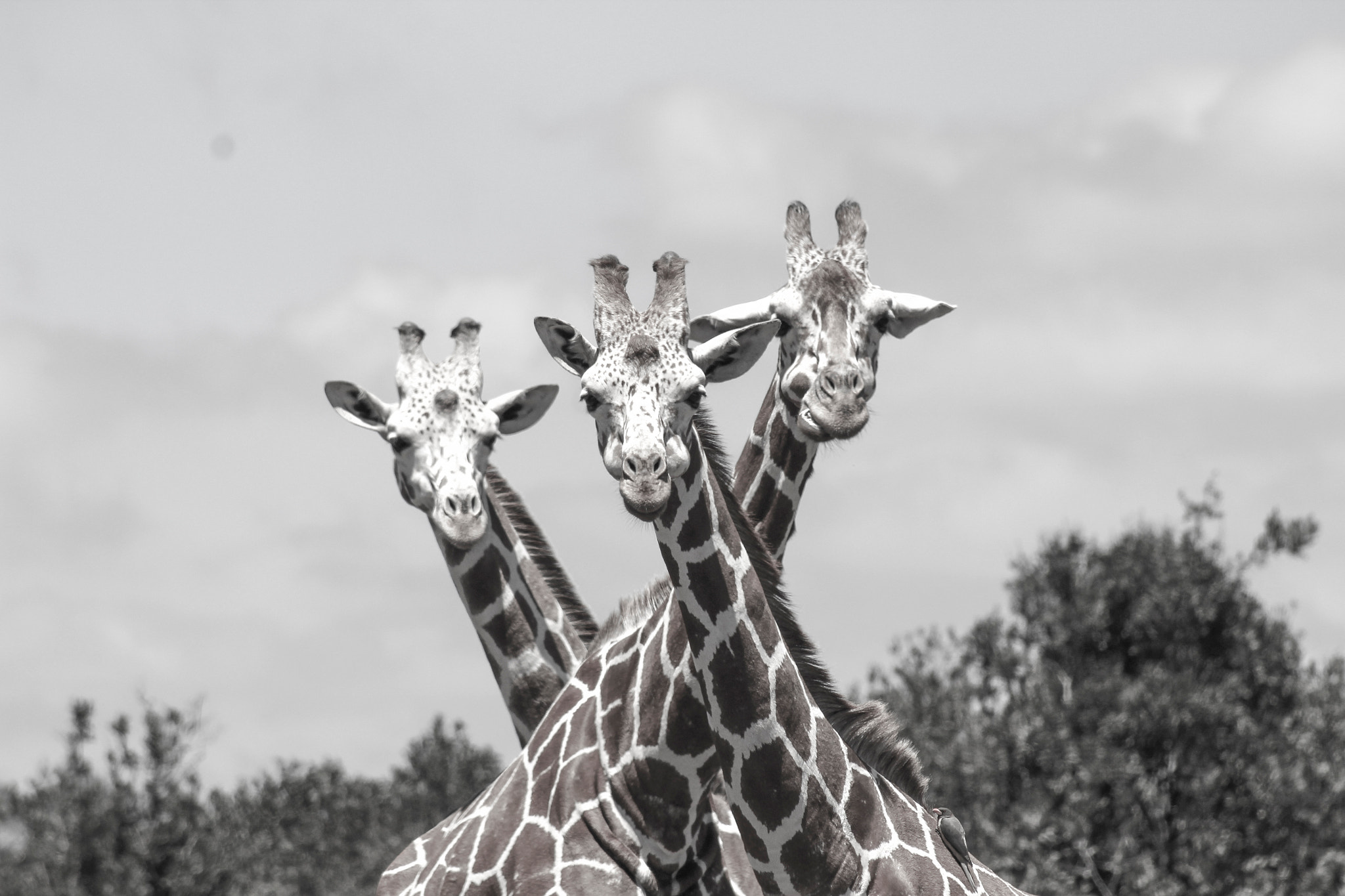 Canon EOS 1200D (EOS Rebel T5 / EOS Kiss X70 / EOS Hi) + EF75-300mm f/4-5.6 sample photo. Three giraffes. photography