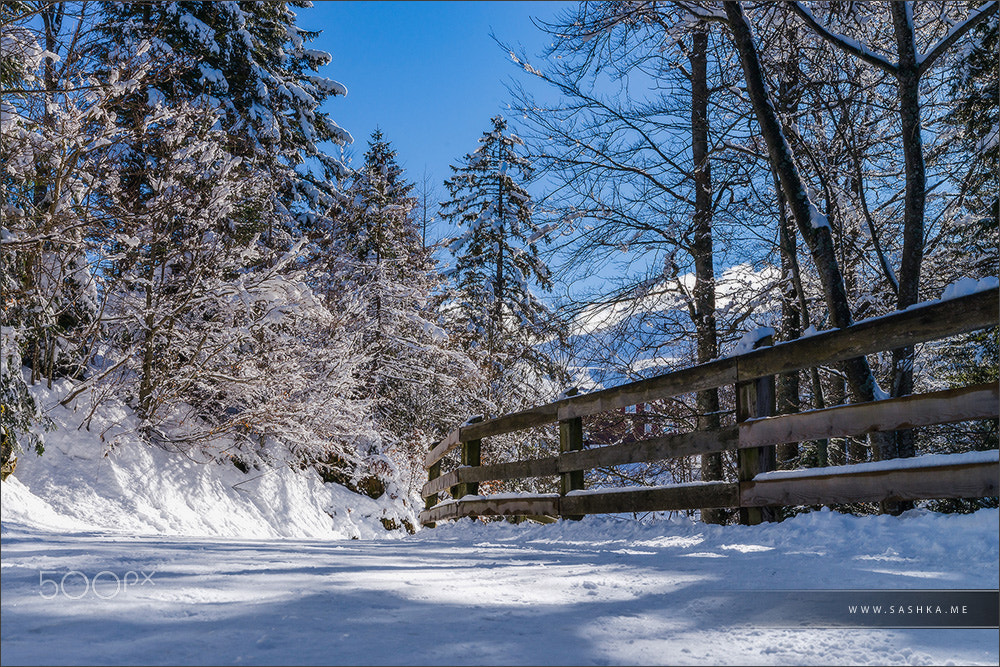 Sony a99 II + Tamron SP 24-70mm F2.8 Di VC USD sample photo. Calm place, white snow and winter trees on ski resort photography