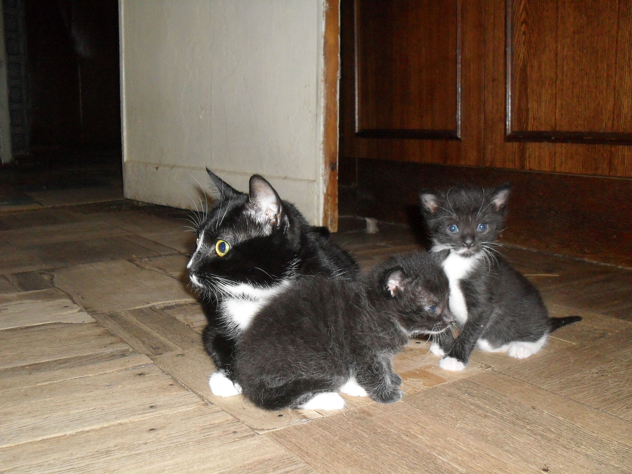 Samsung ES10  / VLUU ES10 /  ES11 sample photo. Pandora with kittens photography