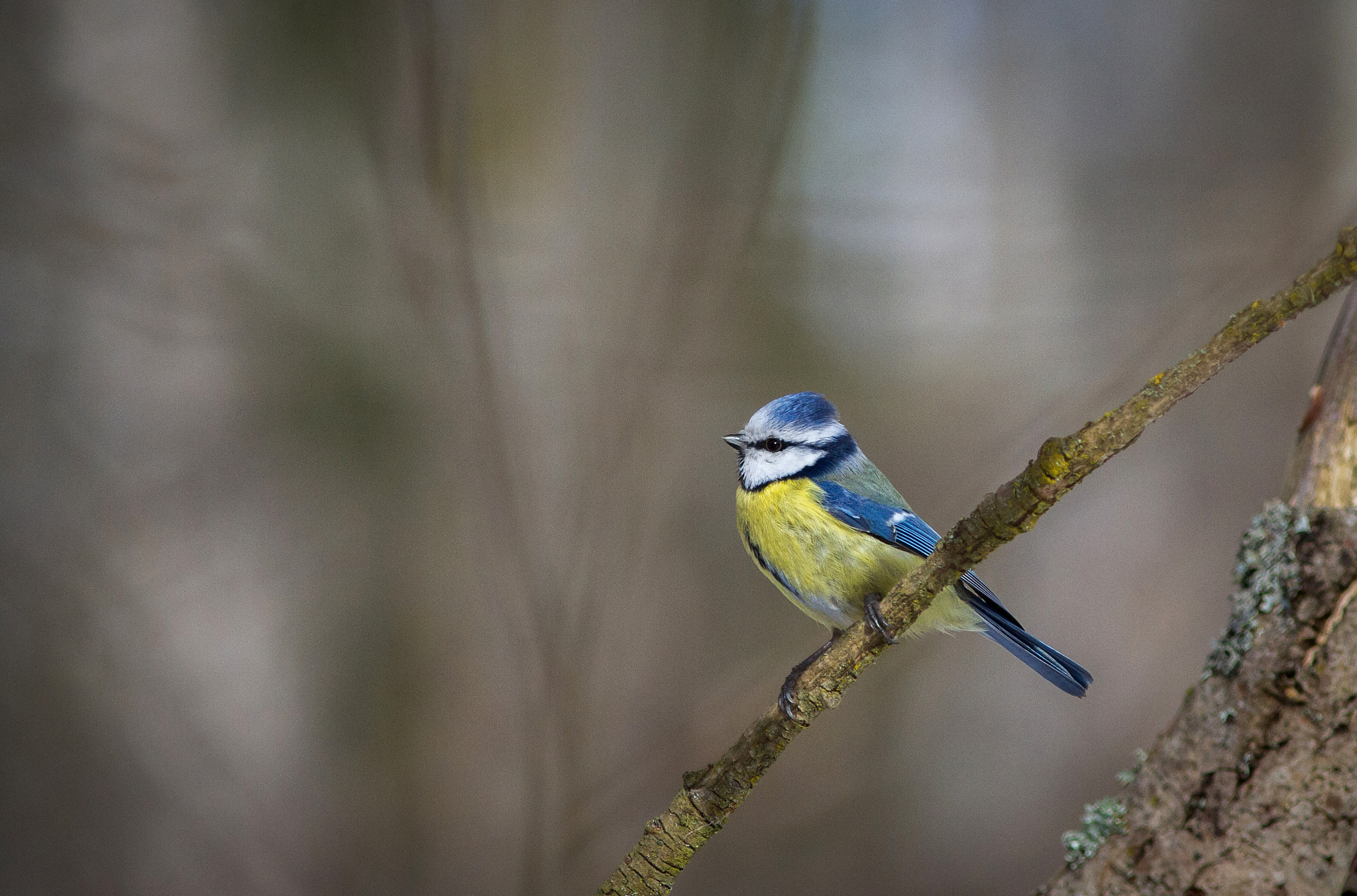 Canon EOS 7D + Canon EF 300mm F4L IS USM sample photo. Bluetit photography