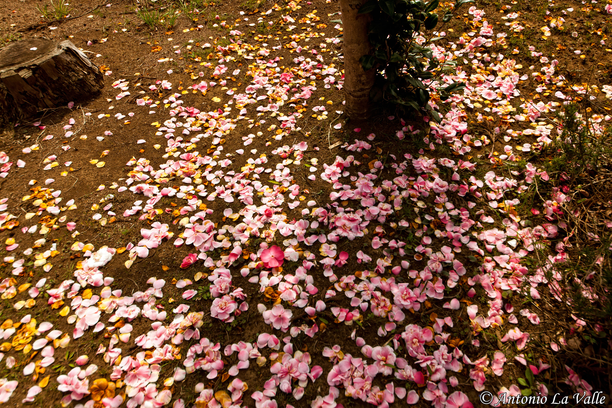 Sigma 12-24mm F4.5-5.6 II DG HSM sample photo. Petali photography