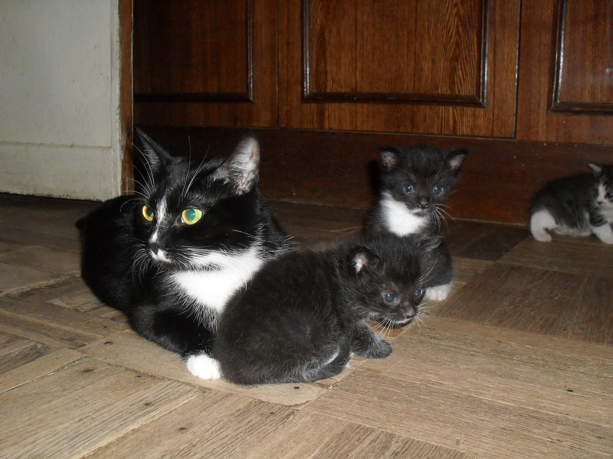 Samsung ES10  / VLUU ES10 /  ES11 sample photo. Pandora with kittens photography
