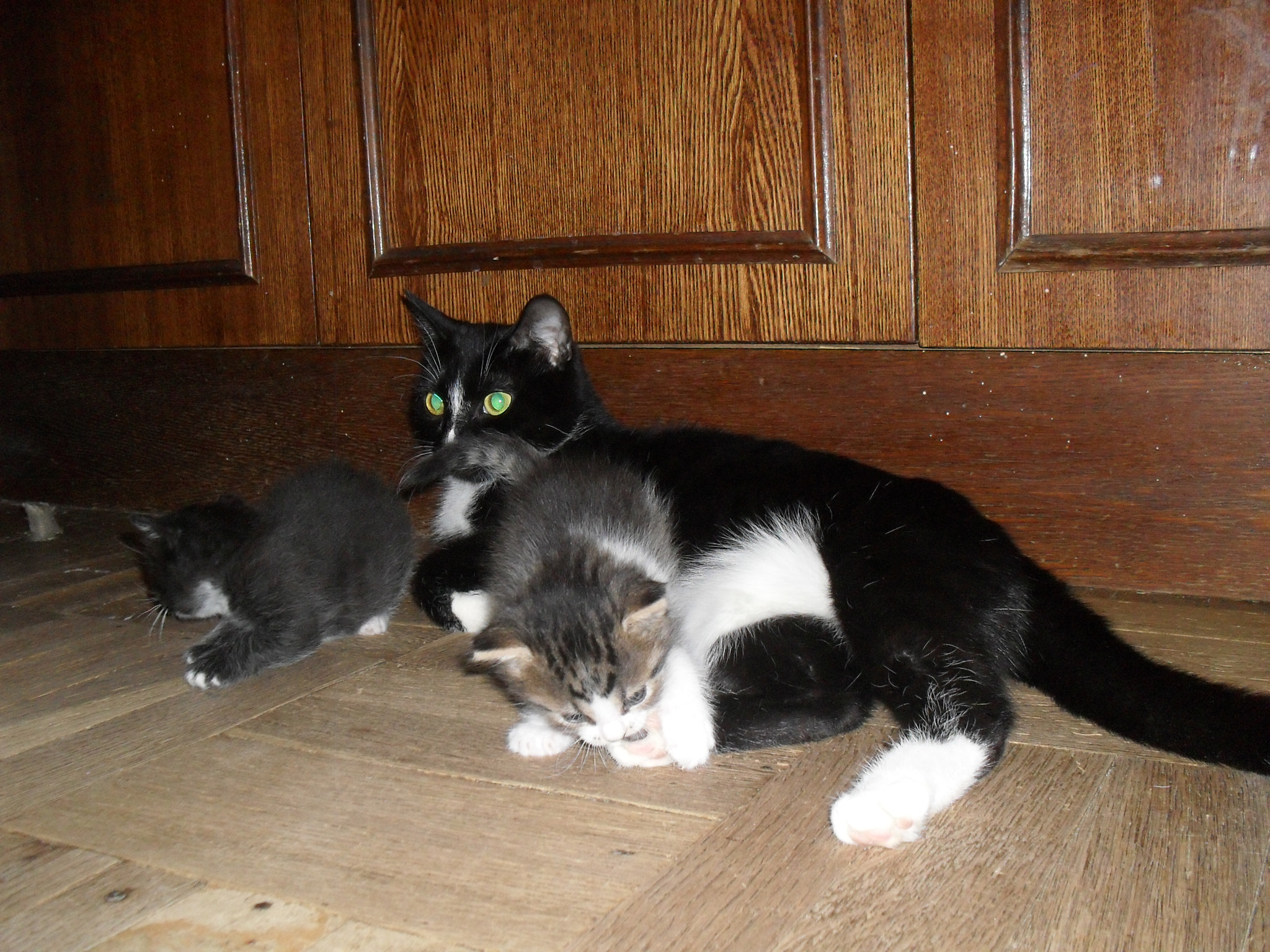 Samsung ES10  / VLUU ES10 /  ES11 sample photo. Pandora with kittens photography
