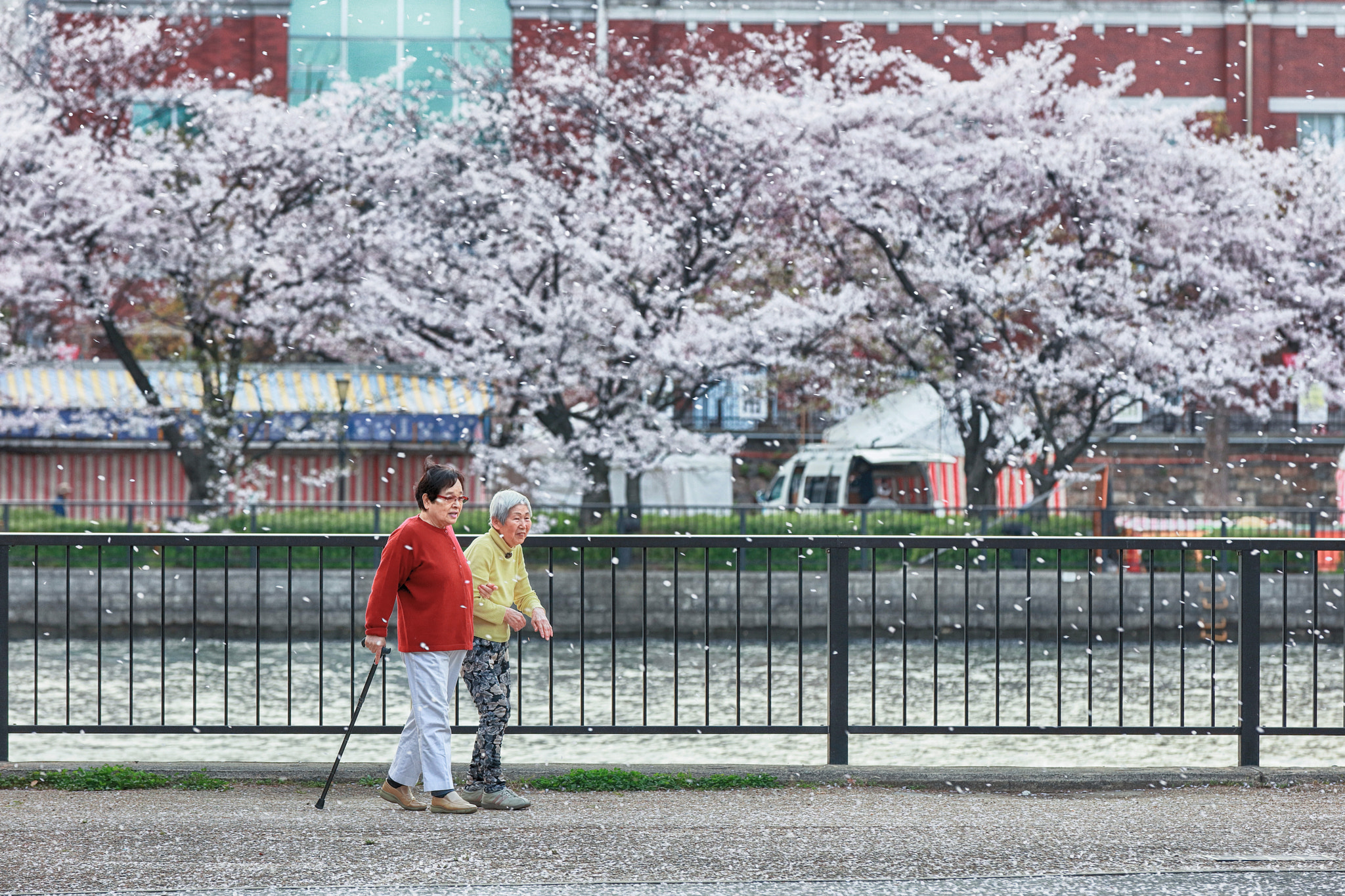 Canon EOS 5DS sample photo. 桜吹雪 photography
