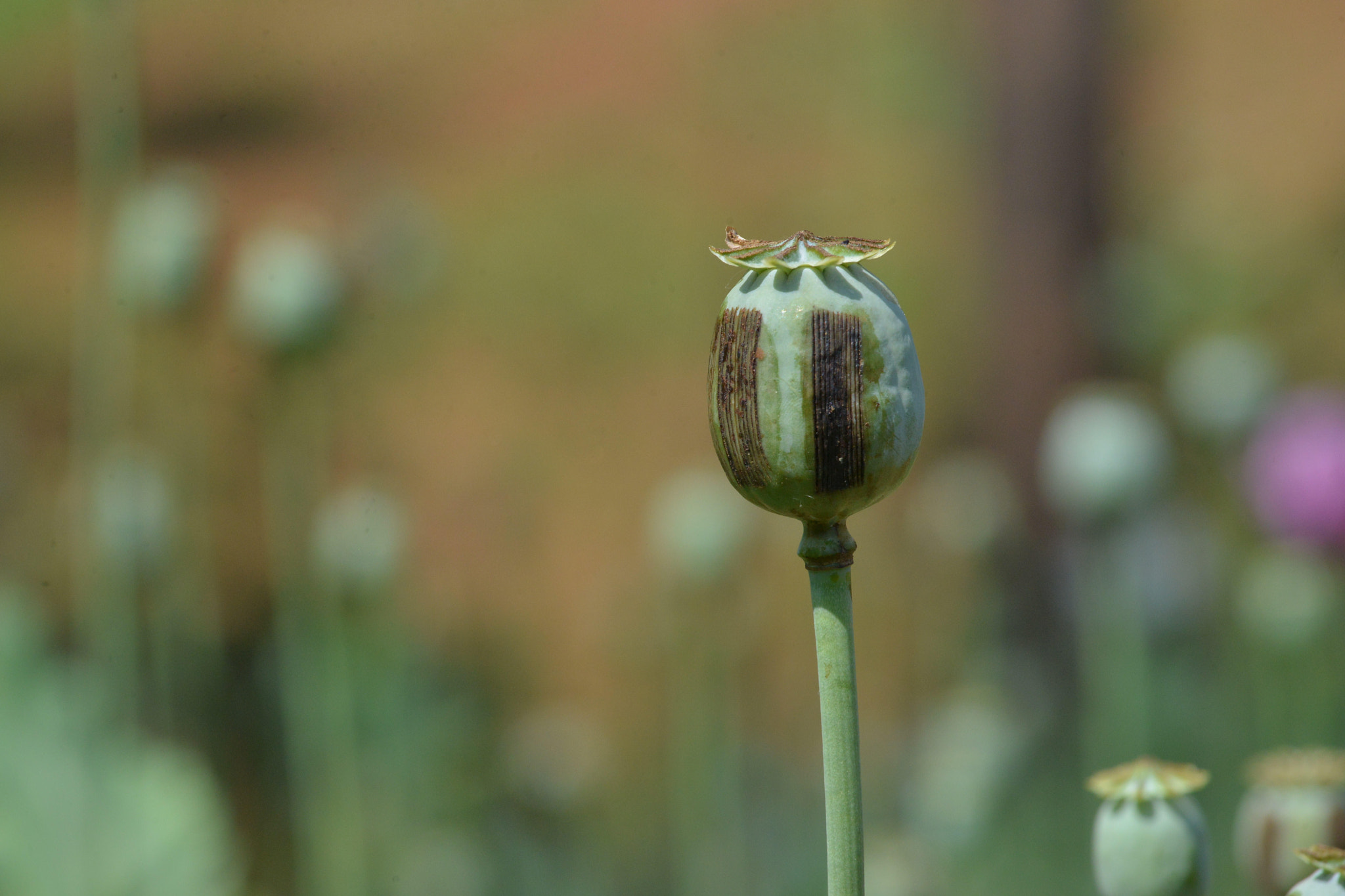 Nikon AF-S Nikkor 70-200mm F4G ED VR sample photo. Opium in myanmar photography