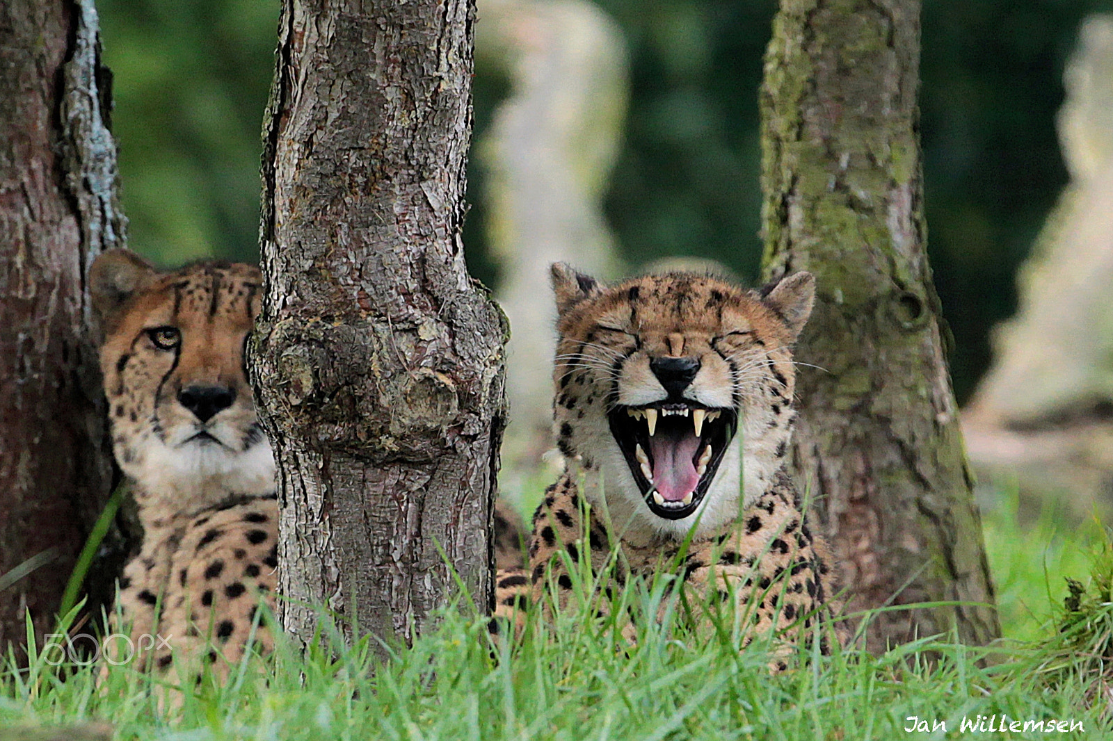 Canon EF 300mm F2.8L IS II USM sample photo. Cheetah photography