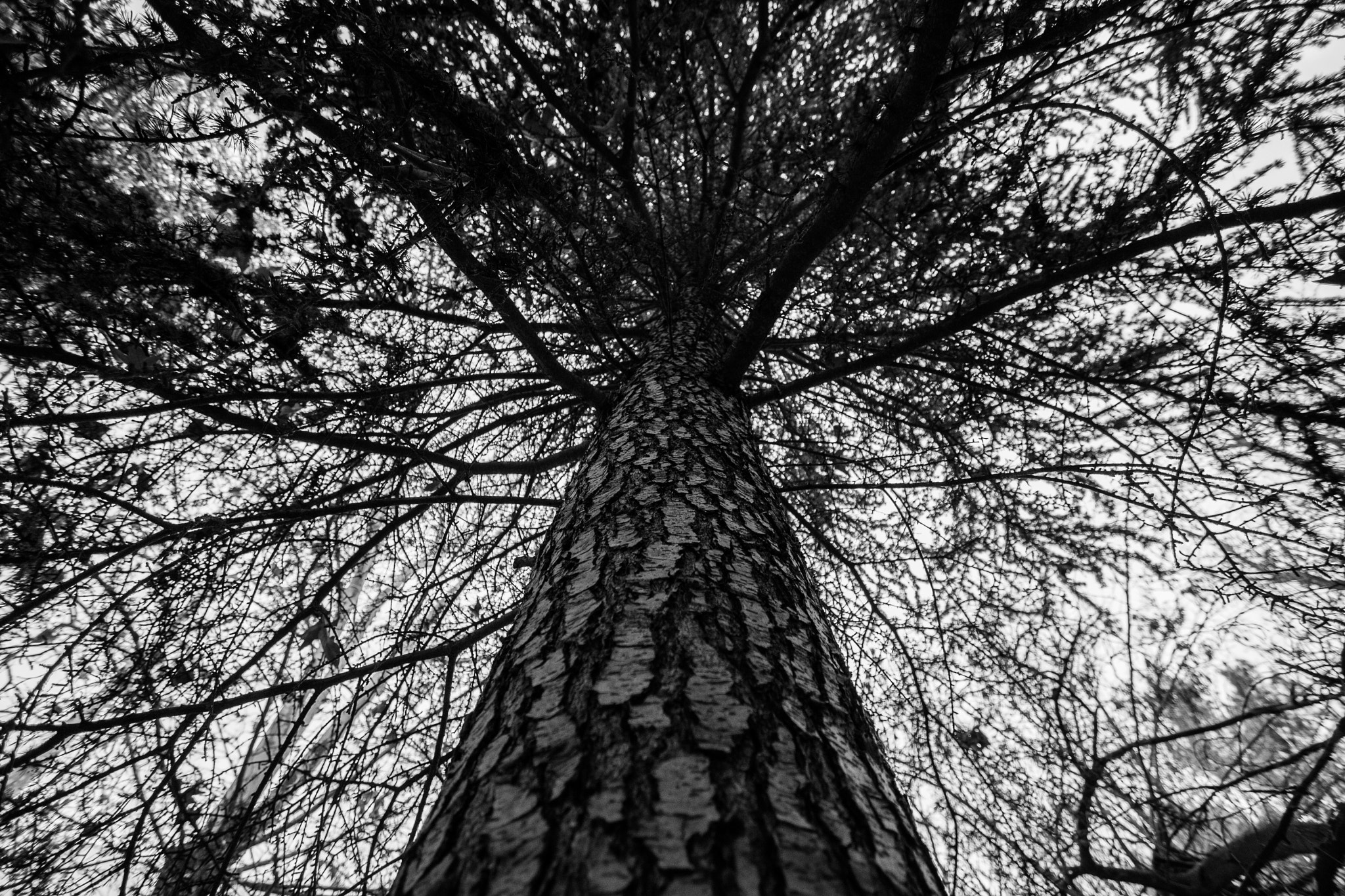 Canon EF-S 10-22mm F3.5-4.5 USM sample photo. Black forest photography