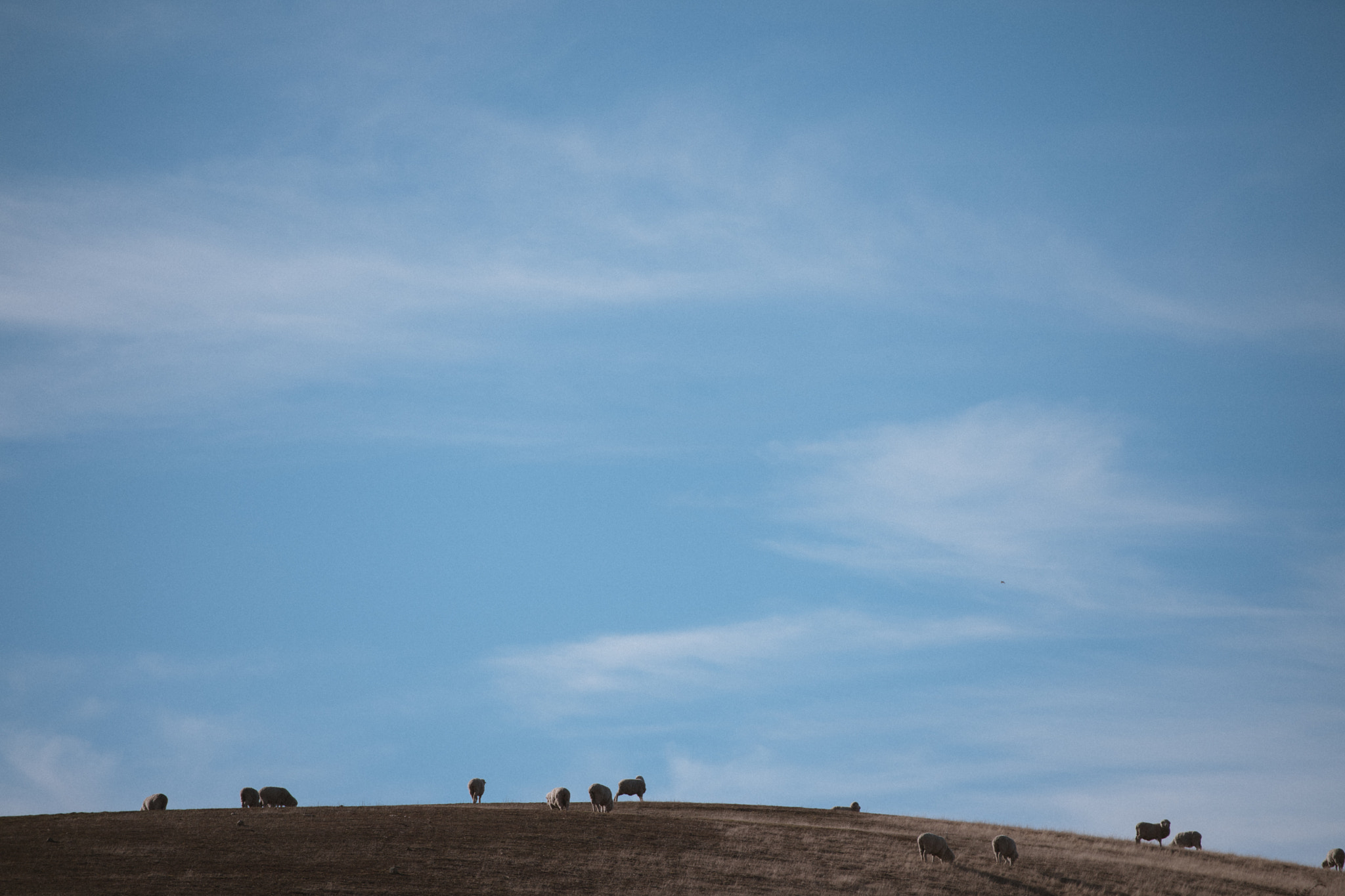 Nikon D5 + Nikon AF-S Nikkor 70-200mm F2.8G ED VR II sample photo. Sheep photography