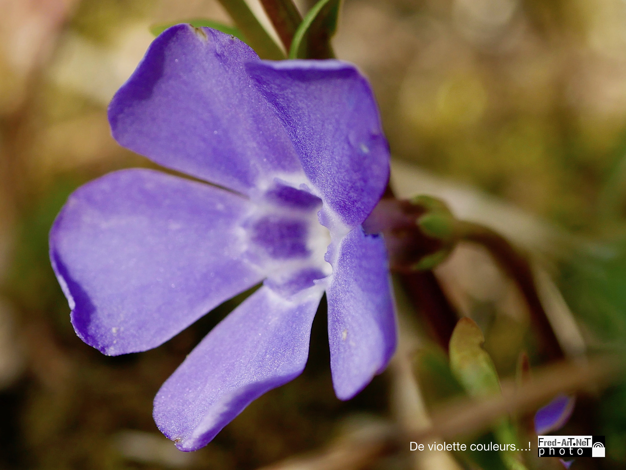 Panasonic DMC-G70 + Panasonic Lumix G Macro 30mm F2.8 ASPH Mega OIS sample photo. De violette couleur...! photography