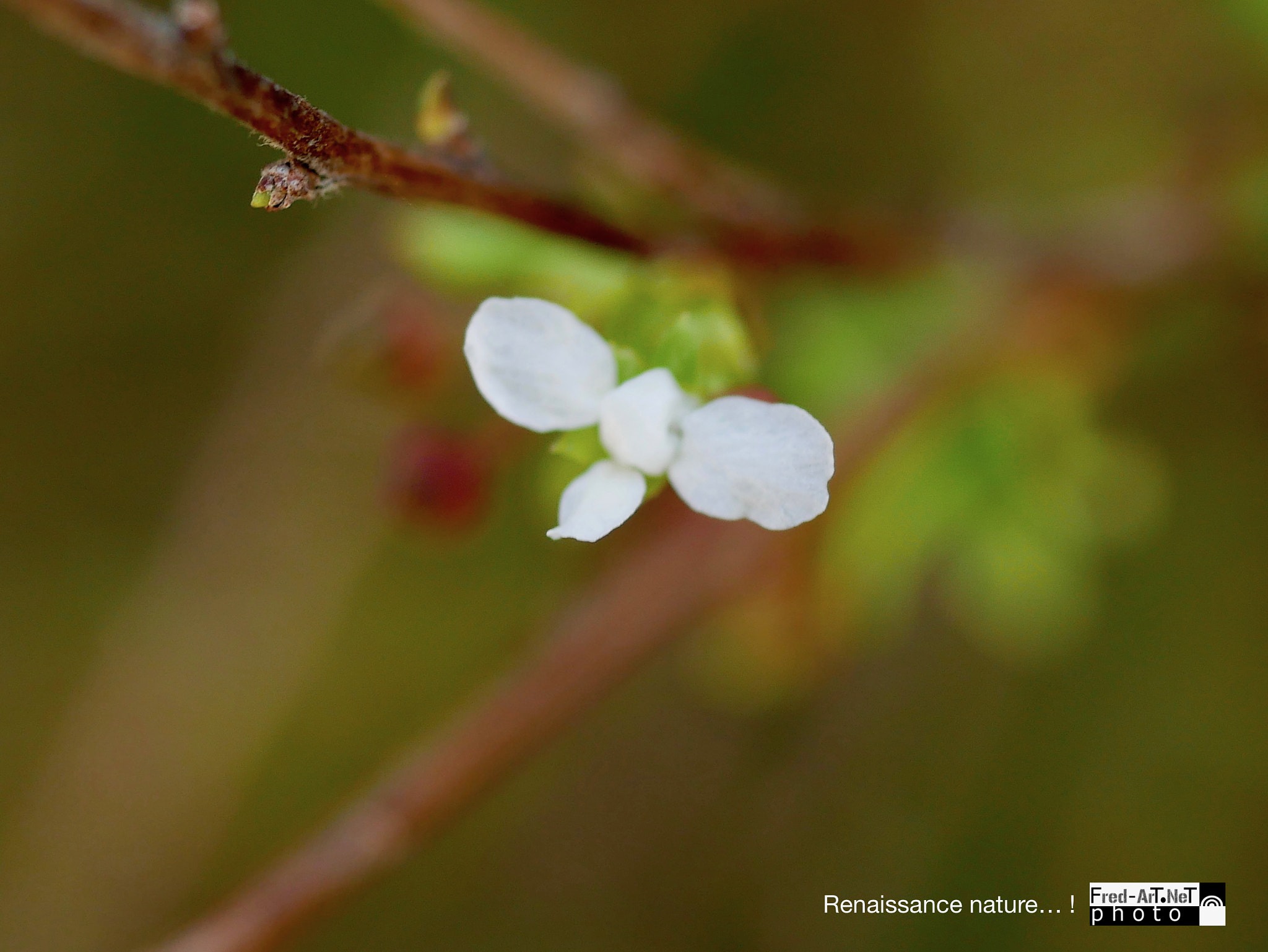 Panasonic Lumix G Macro 30mm F2.8 ASPH Mega OIS sample photo. Renaissance, nature photography