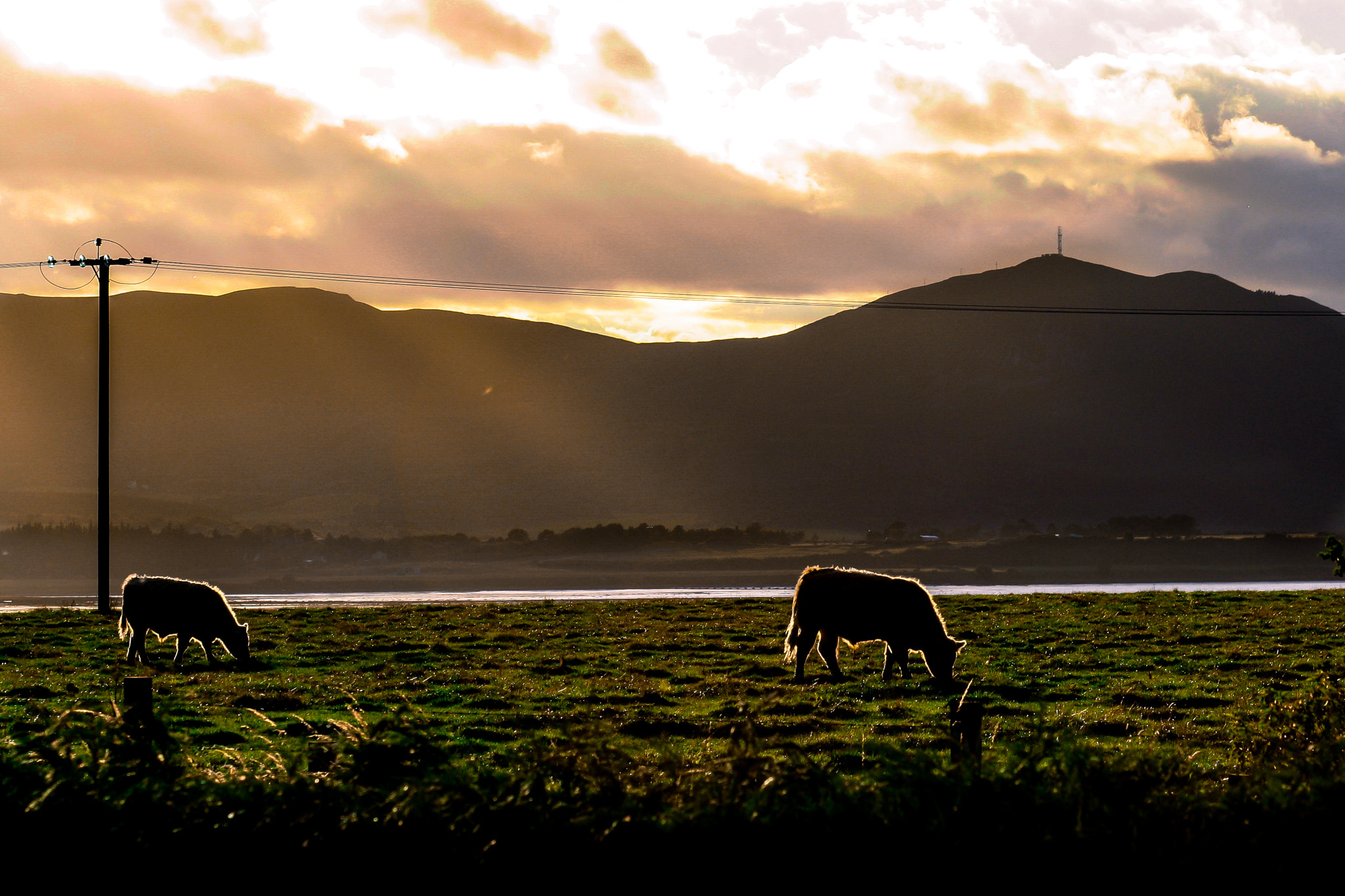 Canon EOS 1000D (EOS Digital Rebel XS / EOS Kiss F) sample photo. Luminous cows photography