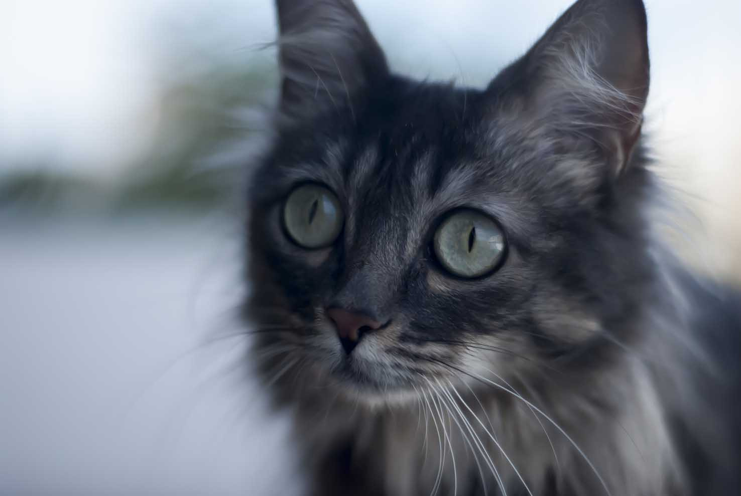 Nikon D80 + AF Nikkor 50mm f/1.8 N sample photo. Narsil, the cat photography
