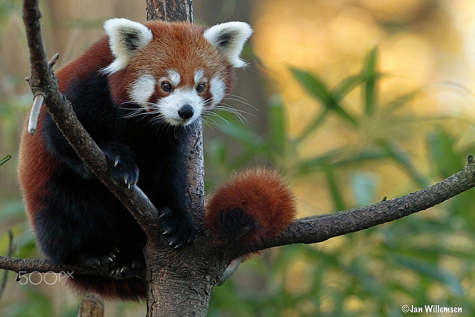 Canon EF 300mm F2.8L IS II USM sample photo. Red panda photography