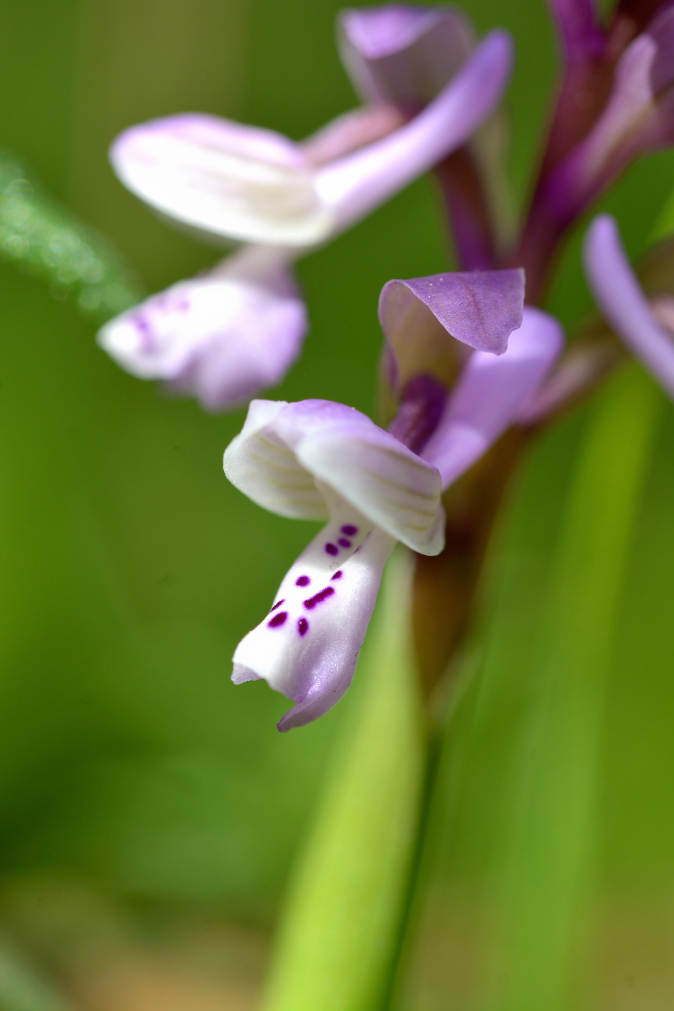 Sigma 105mm F2.8 EX DG OS HSM sample photo. Orchis longicornu photography
