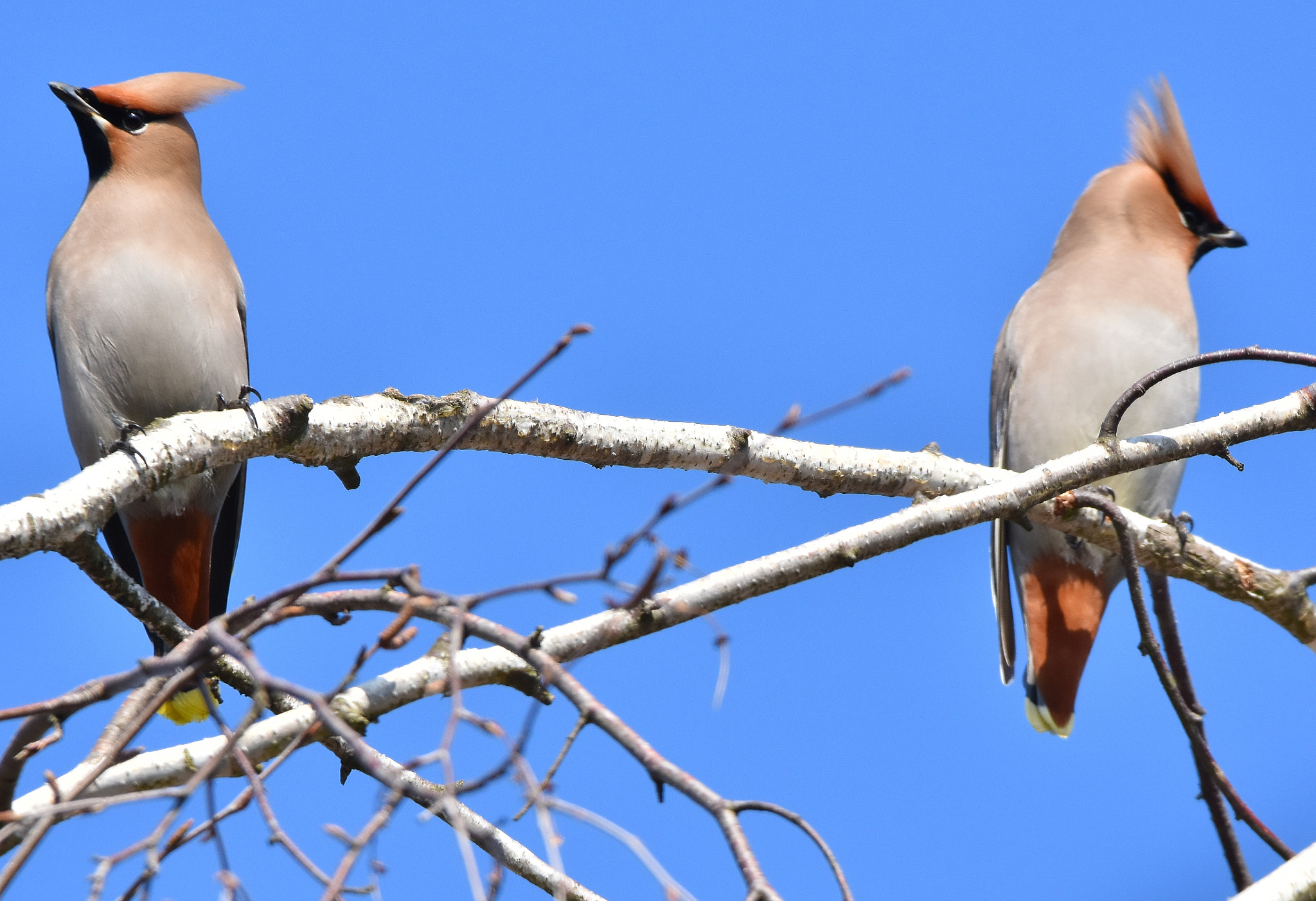 Nikon D7200 + Sigma 150-600mm F5-6.3 DG OS HSM | C sample photo. Waxwing behaves like humans photography