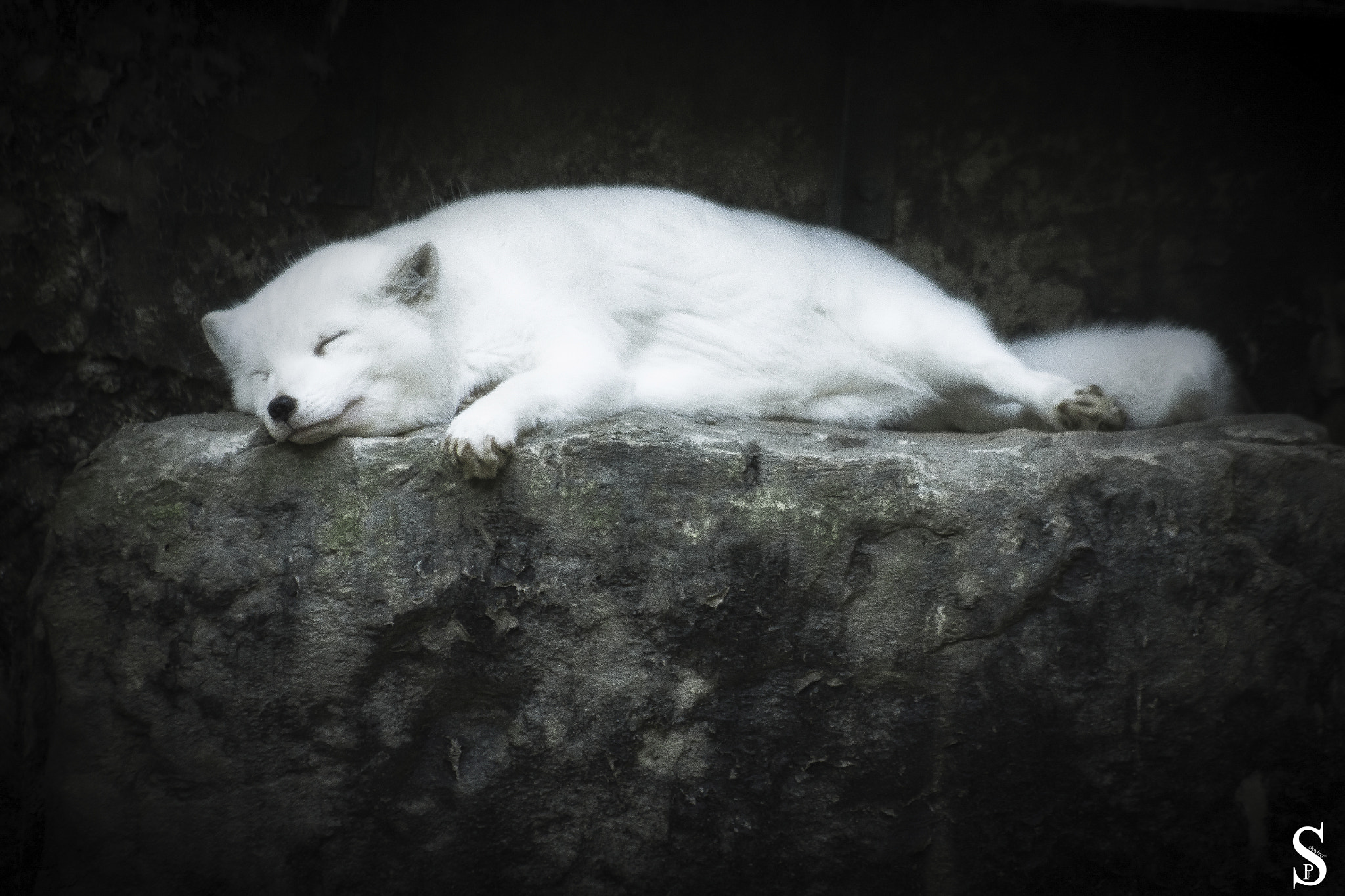 Canon EOS 60D + EF75-300mm f/4-5.6 sample photo. Sleeping beauty photography