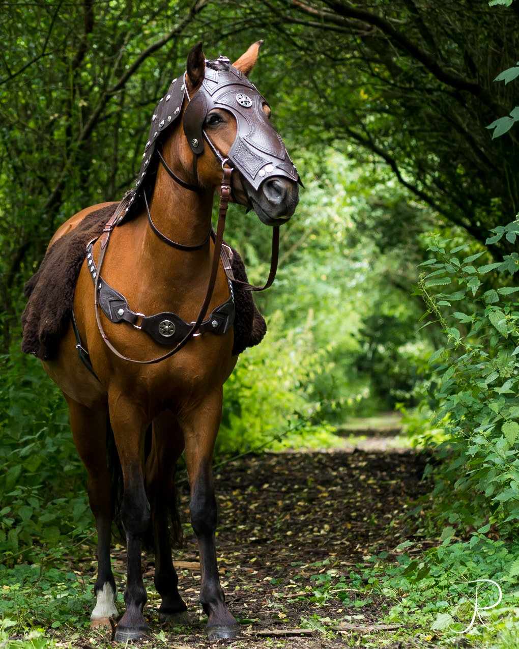 Sigma 60mm F2.8 DN Art sample photo. War horse photography