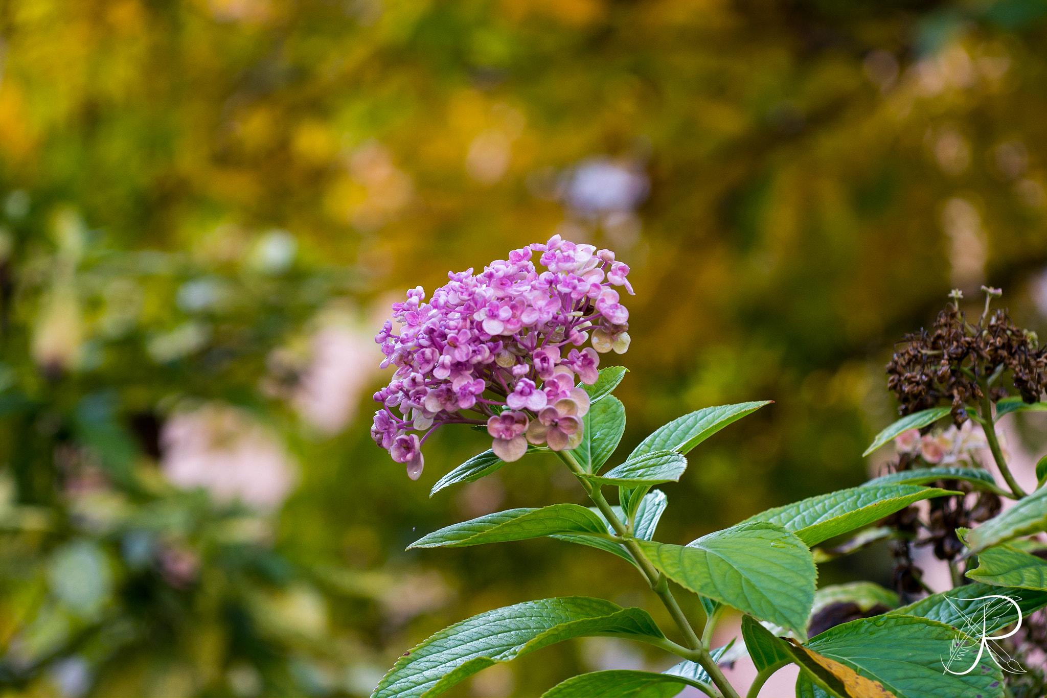 Panasonic Lumix DMC-G5 + Sigma 60mm F2.8 DN Art sample photo. Last blooms of fall photography