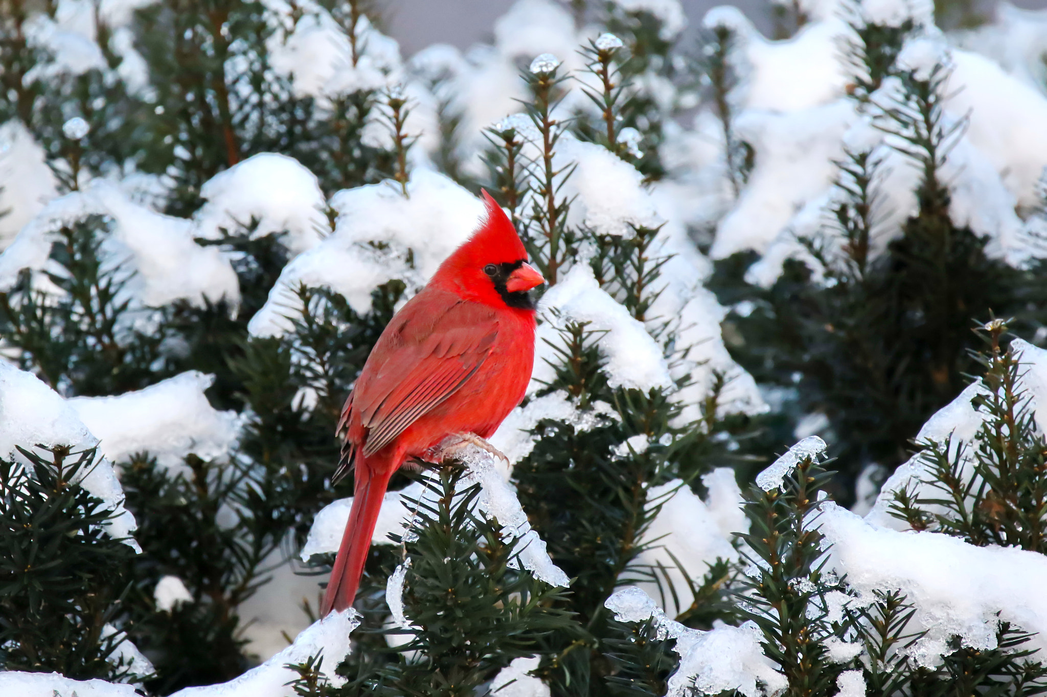 150-600mm F5-6.3 DG OS HSM | Contemporary 015 sample photo. Northern cardinal photography