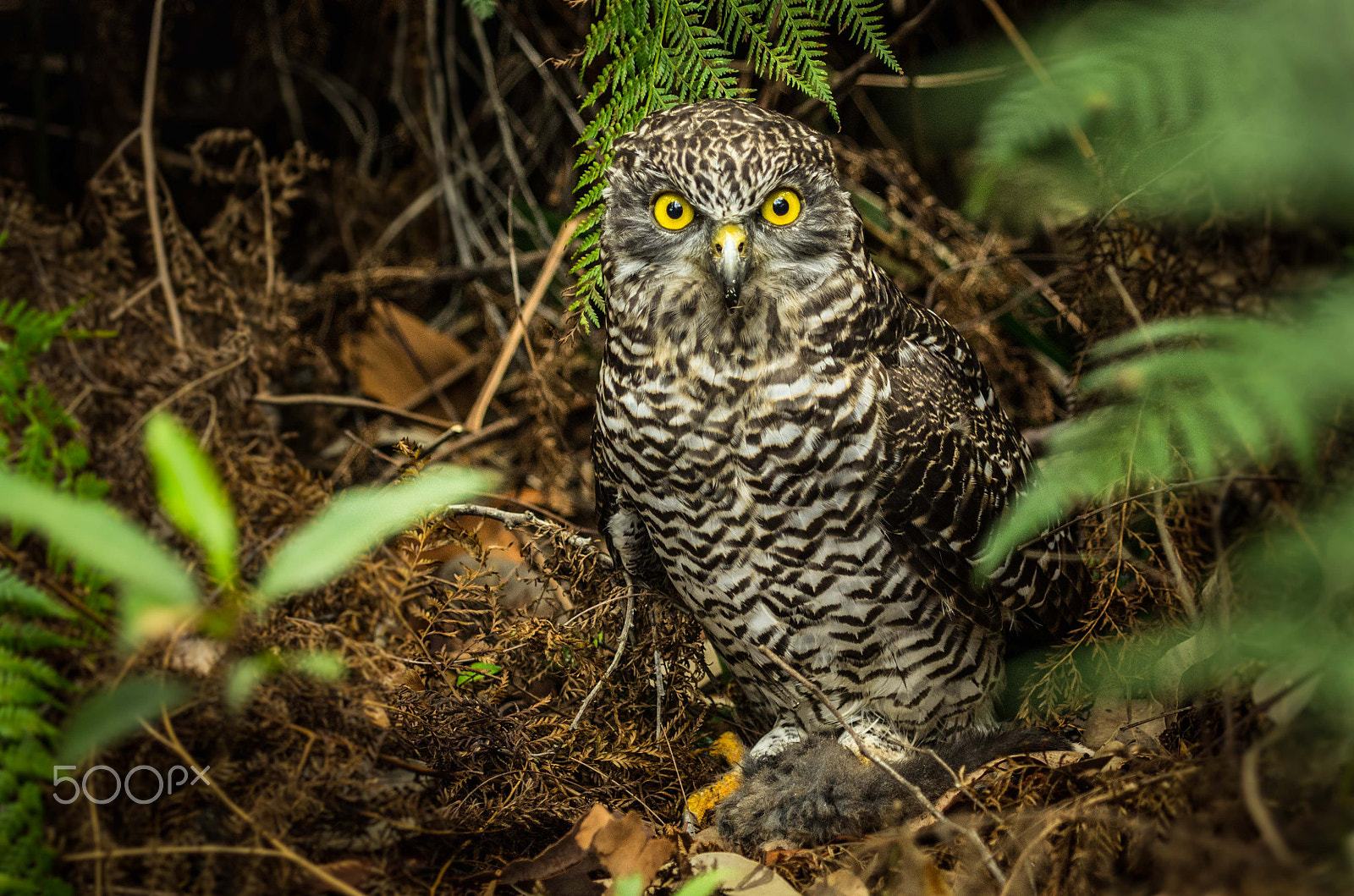 Pentax K-5 sample photo. Owl with a prey photography