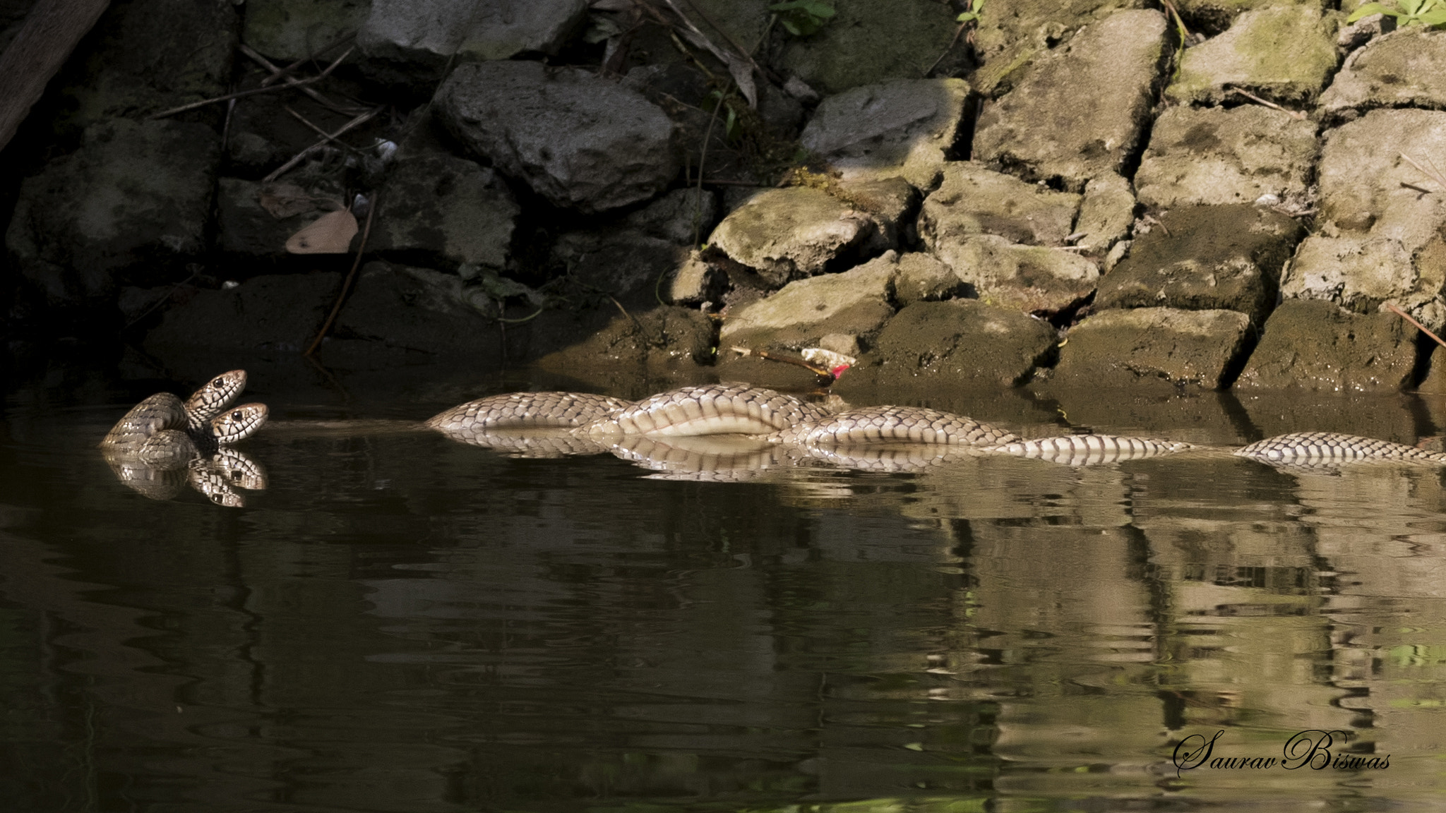Canon EF 300mm F4L IS USM sample photo. Love on water photography