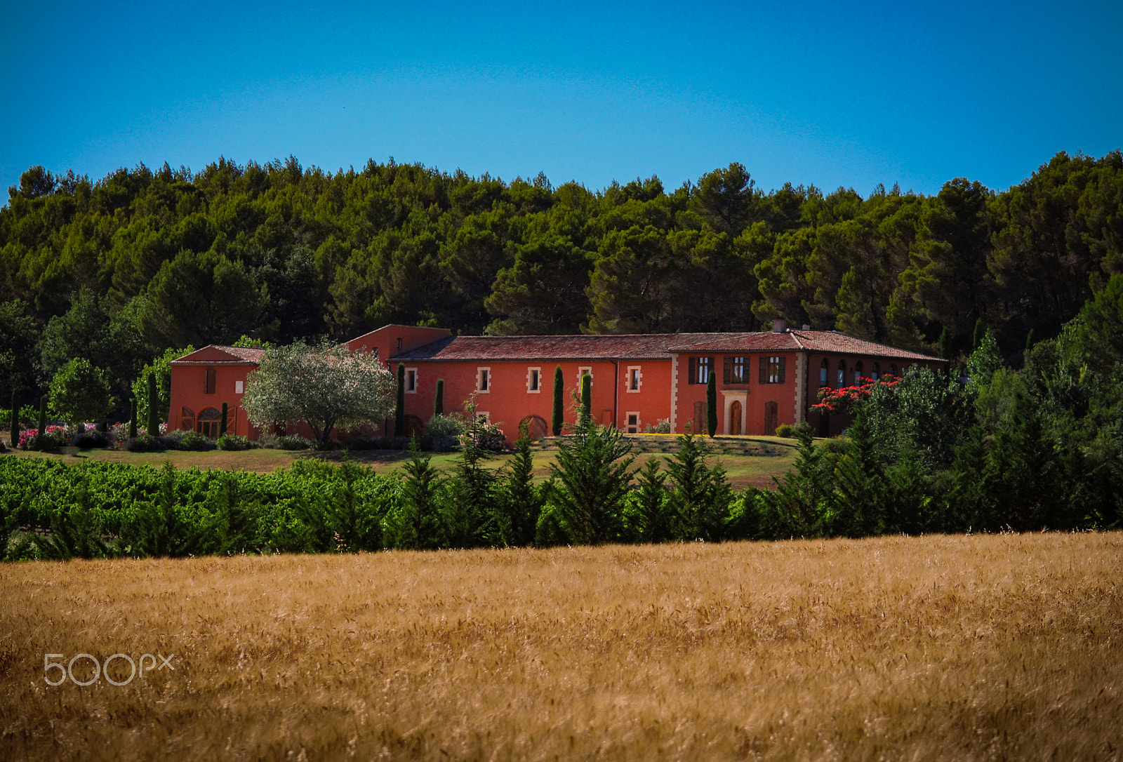 Nikon D60 sample photo. Vineyard life photography
