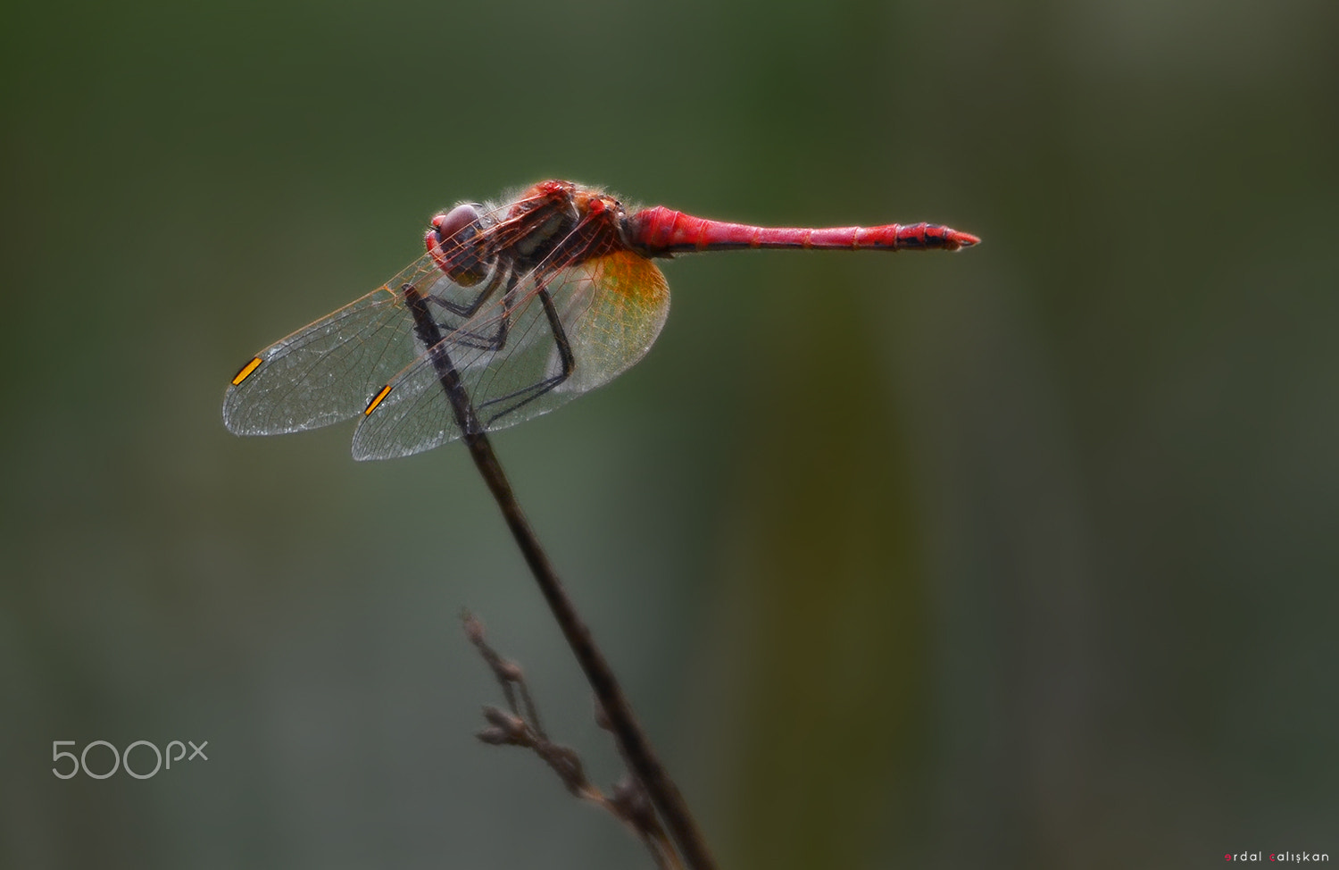 Sigma 120-400mm F4.5-5.6 DG OS HSM sample photo. Makro photography