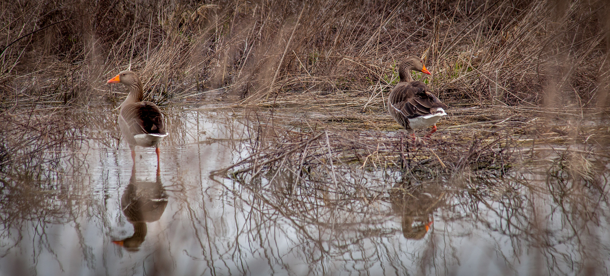 Canon EF 75-300mm F4.0-5.6 IS USM sample photo. Le oche mimetiche photography