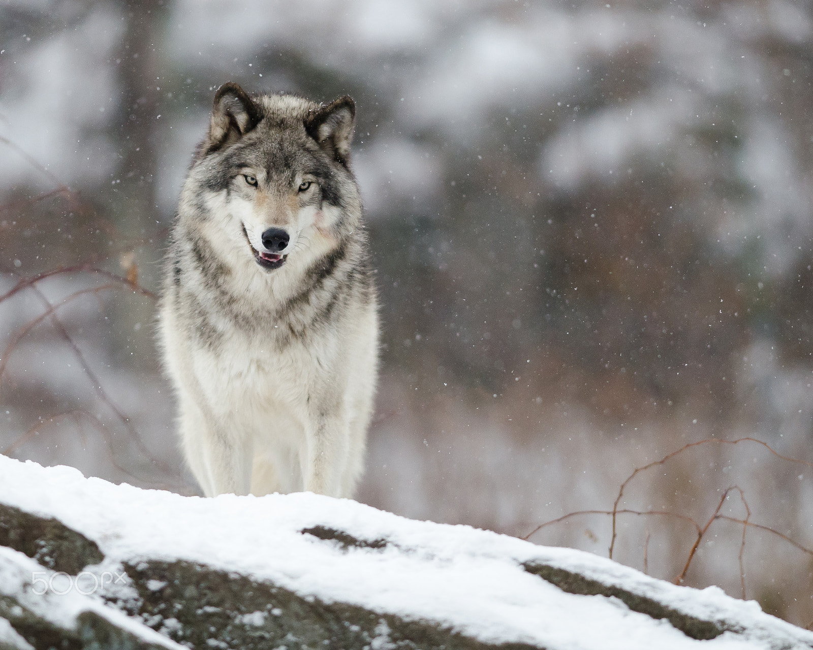 AF-S Nikkor 300mm f/2.8D IF-ED II sample photo. Le sourire du loup photography
