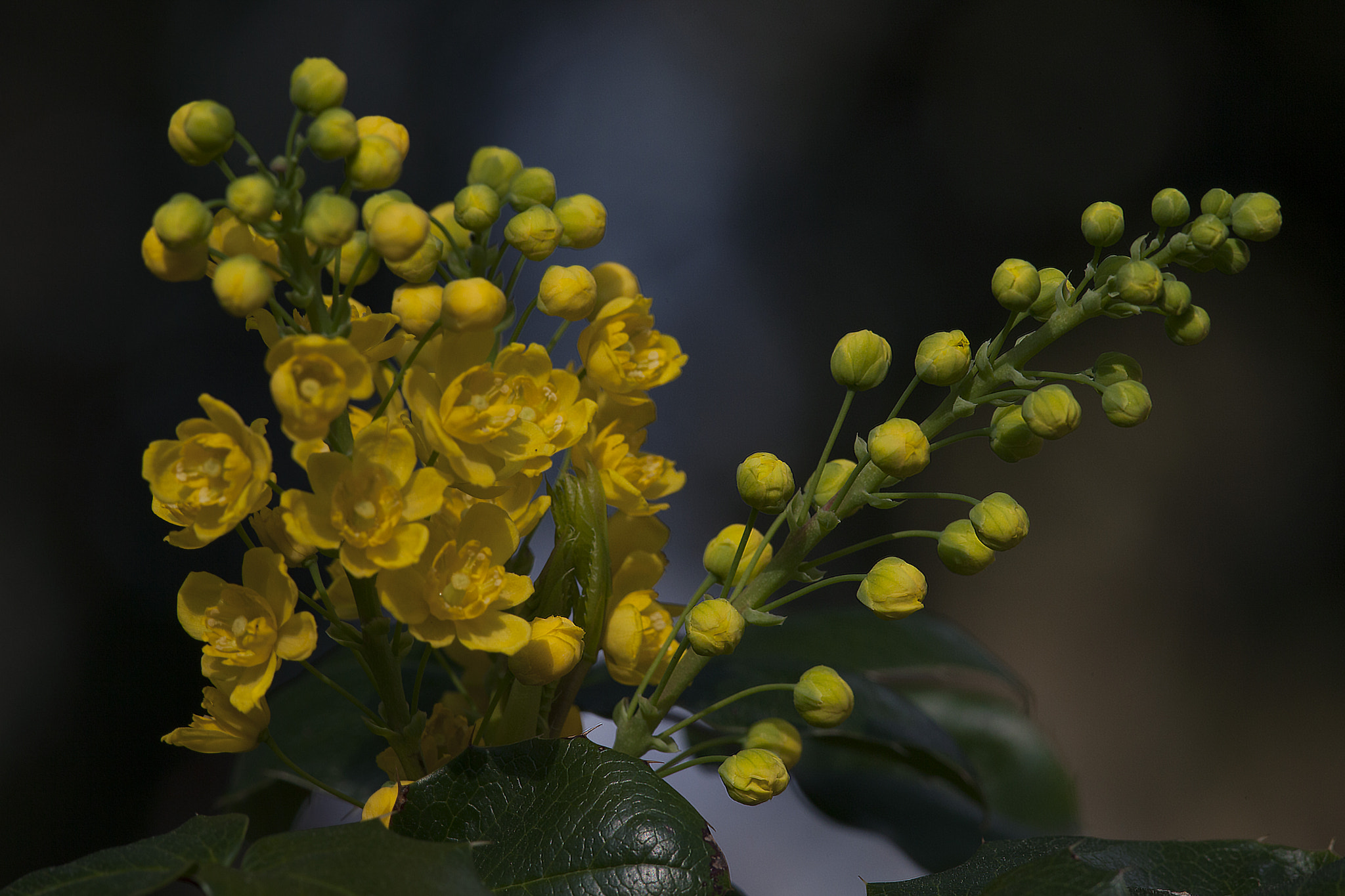 Canon EF 300mm F4L IS USM sample photo. Live the spring photography