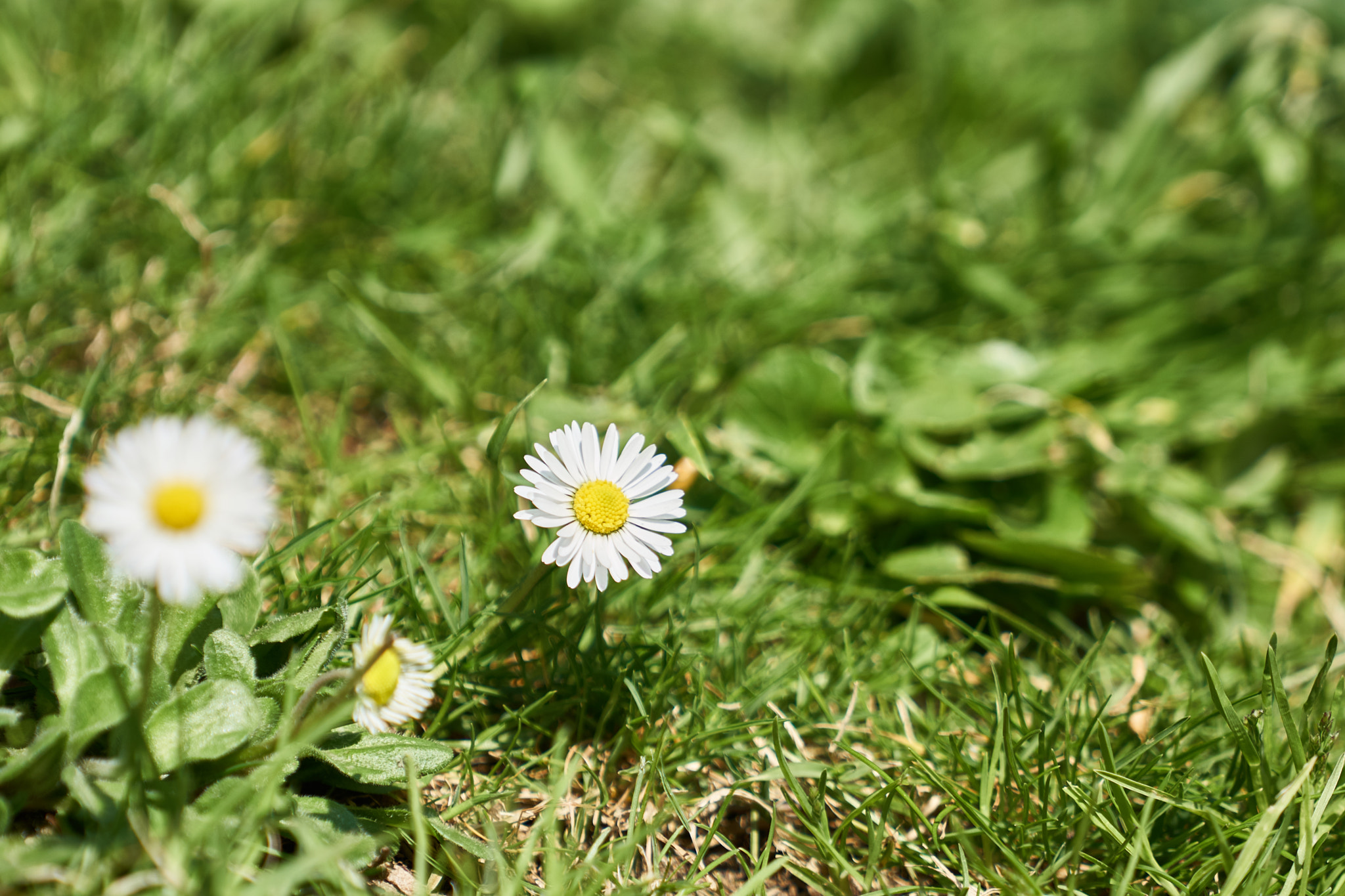 Sony FE 70-200mm F4 G OSS sample photo. Nature photography