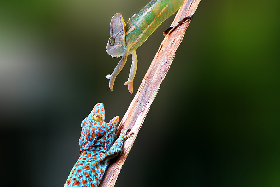 Canon EOS 60D + Tamron SP AF 90mm F2.8 Di Macro sample photo. Chameleon , gecho photography