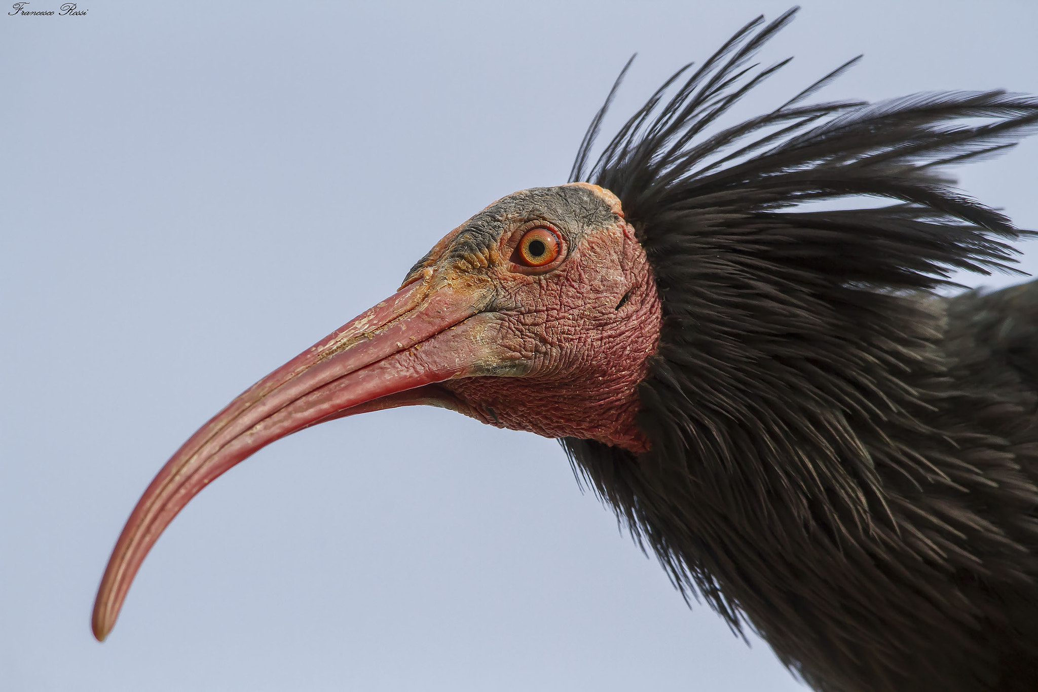 Sigma 150-500mm F5-6.3 DG OS HSM sample photo. Nothern bald ibis, ibis eremita  photography