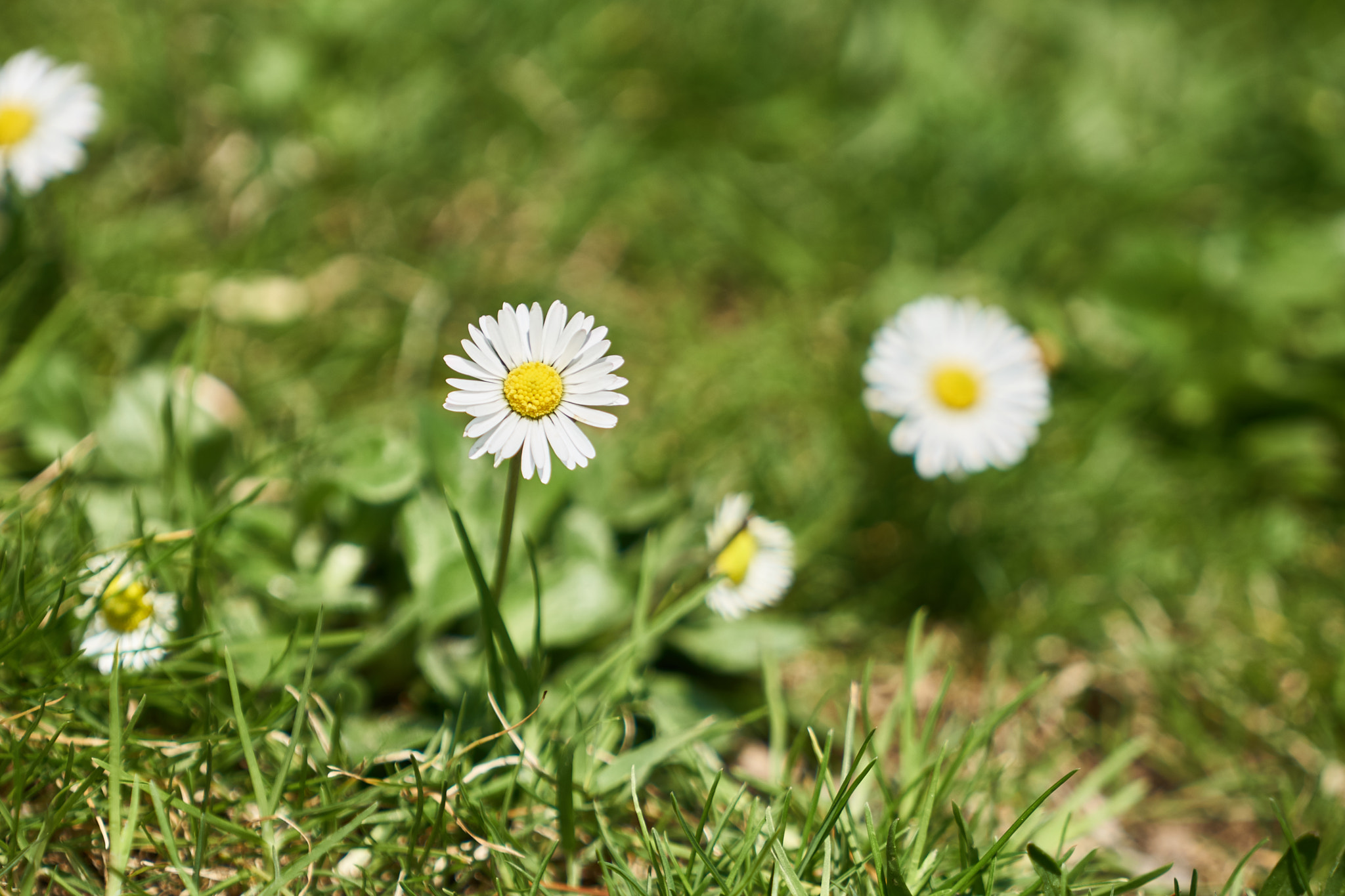 Sony a6300 sample photo. Fiorellini di campo photography