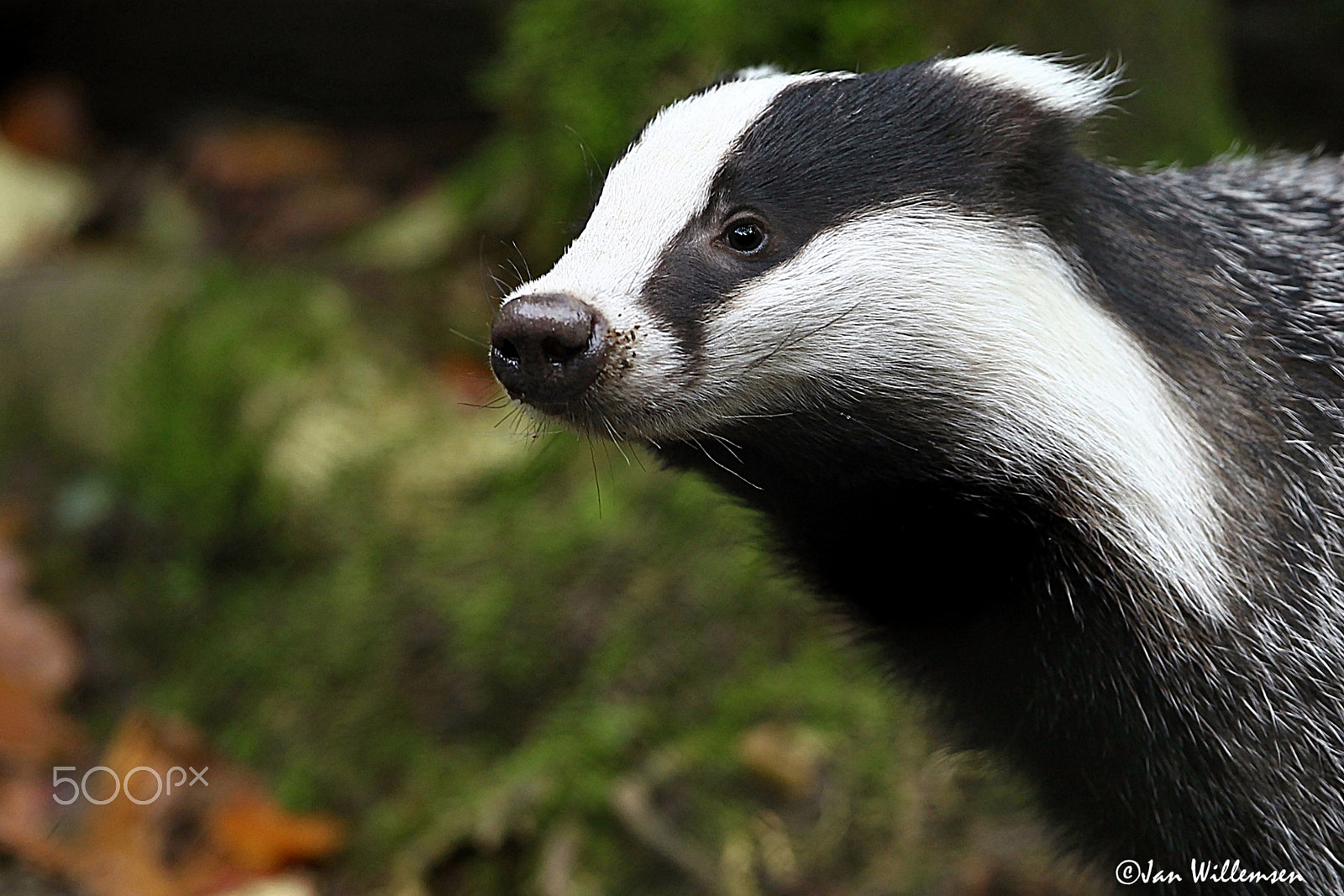 Canon EF 300mm F2.8L IS II USM sample photo. European badger photography