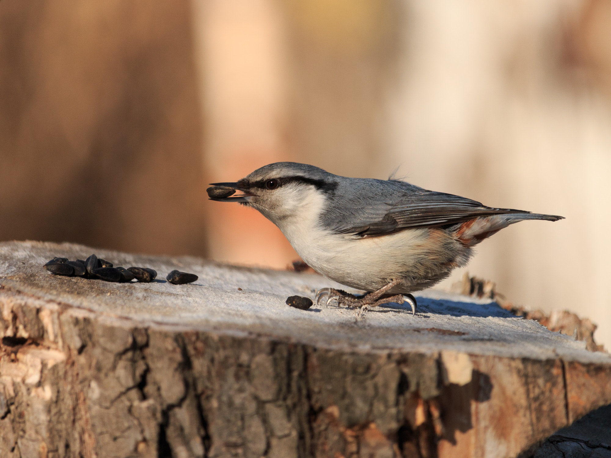 Canon EF-S 55-250mm F4-5.6 IS STM sample photo. Nuthatch photography