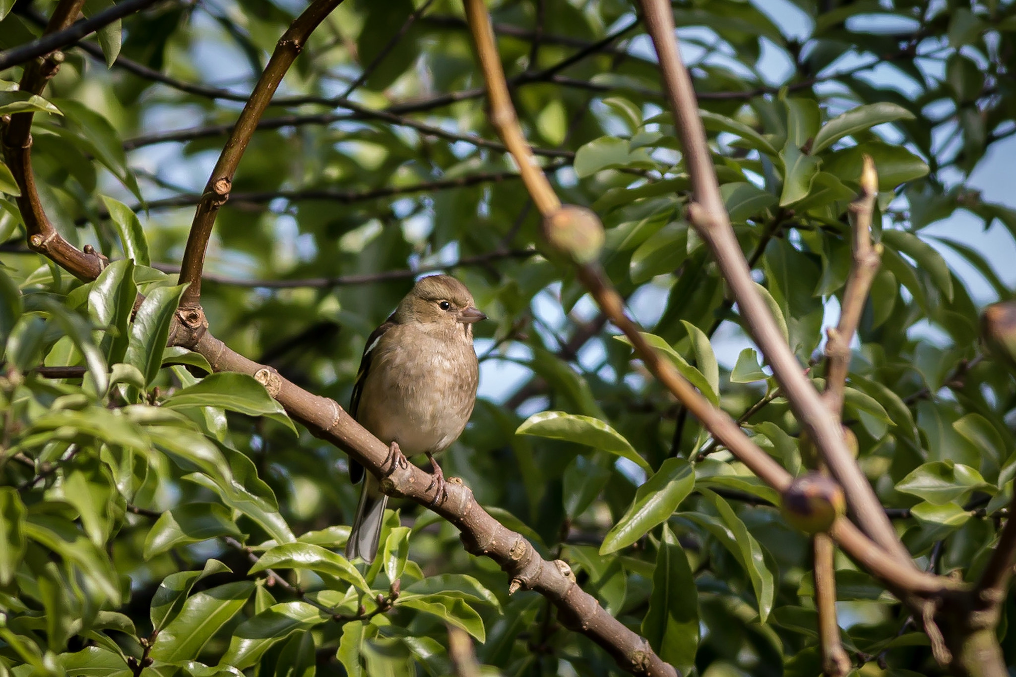 Canon EOS 70D + Canon EF 400mm F5.6L USM sample photo. Female chaffinch photography