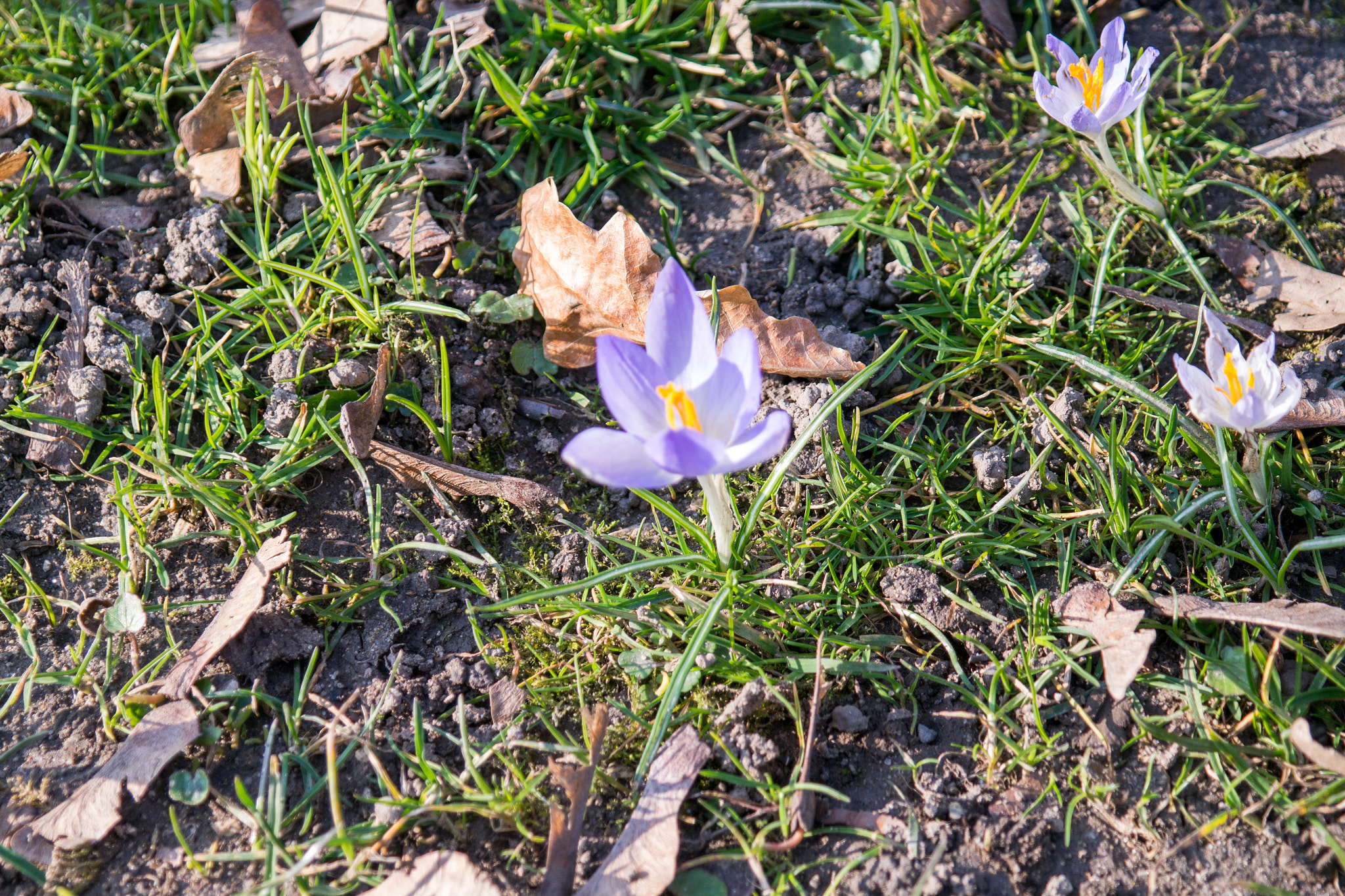 Samsung NX300 + Samsung NX 18-55mm F3.5-5.6 OIS sample photo. Flowers of spring photography