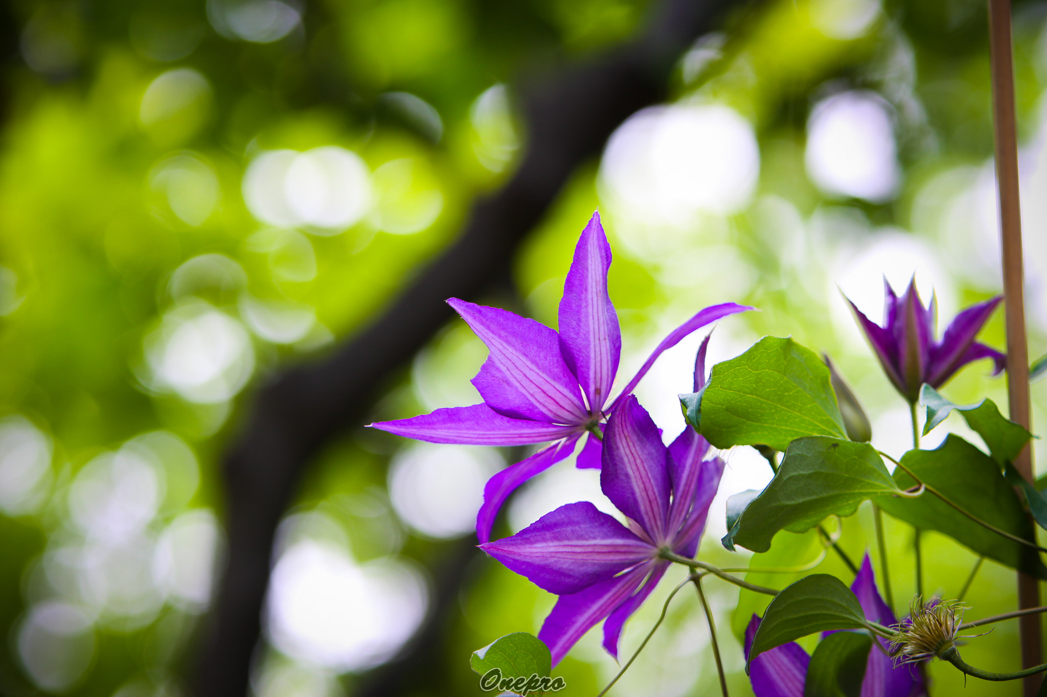 Canon EF 70-200mm F2.8L IS USM sample photo. Onepro - 보라색 꽃 (purple flowers) photography