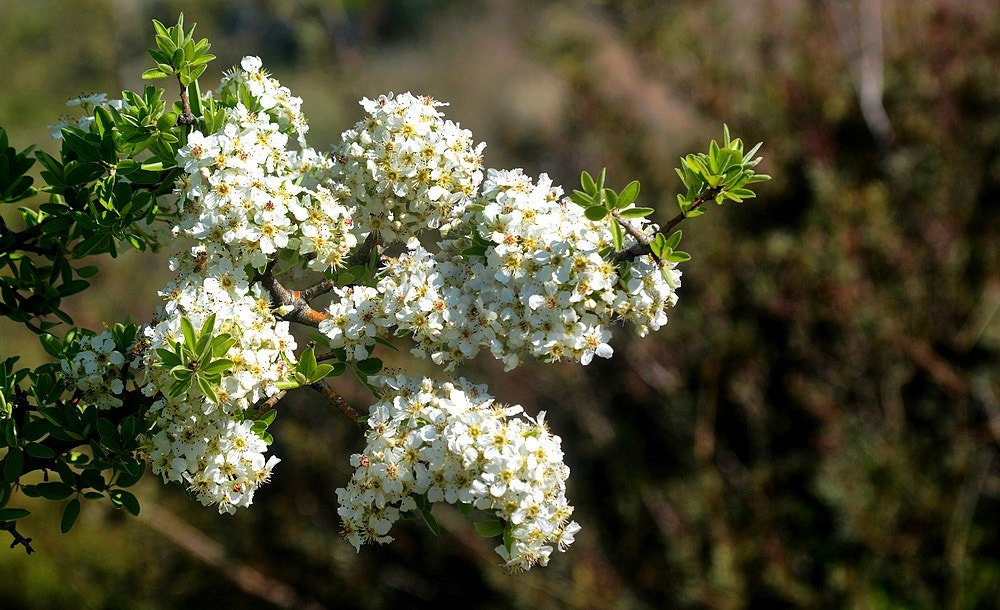 Sigma 70-300mm F4-5.6 APO Macro Super II sample photo. Le printemps photography