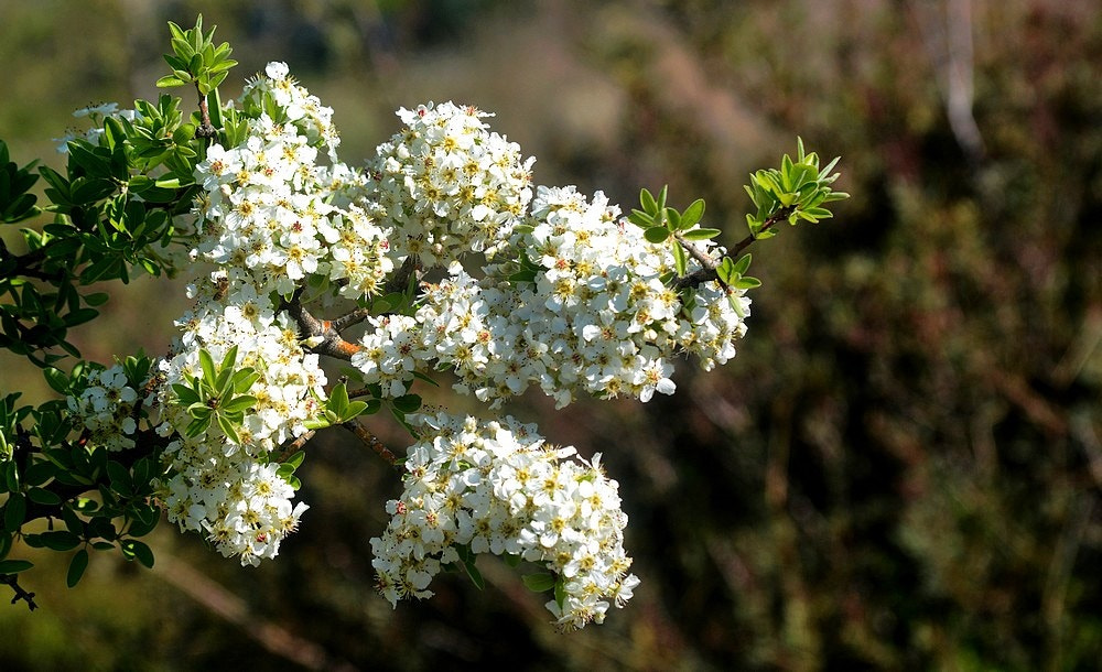 Nikon D7100 + Sigma 70-300mm F4-5.6 APO Macro Super II sample photo. Le printemps photography