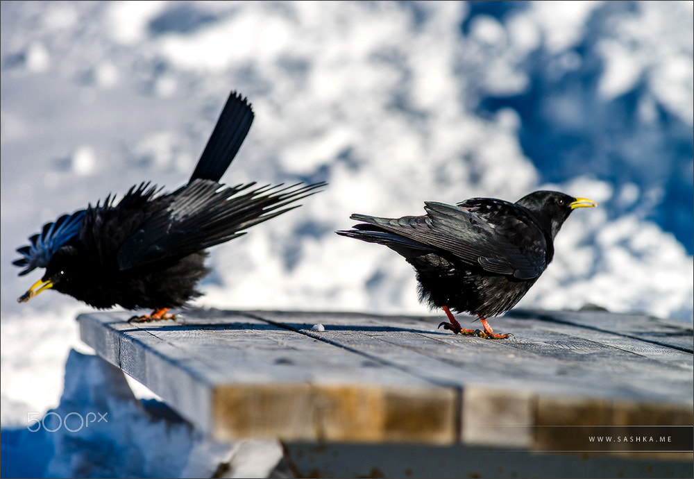 Sony a99 II sample photo. Beautiful alpine chough on white snow bachkgound in high mountai photography